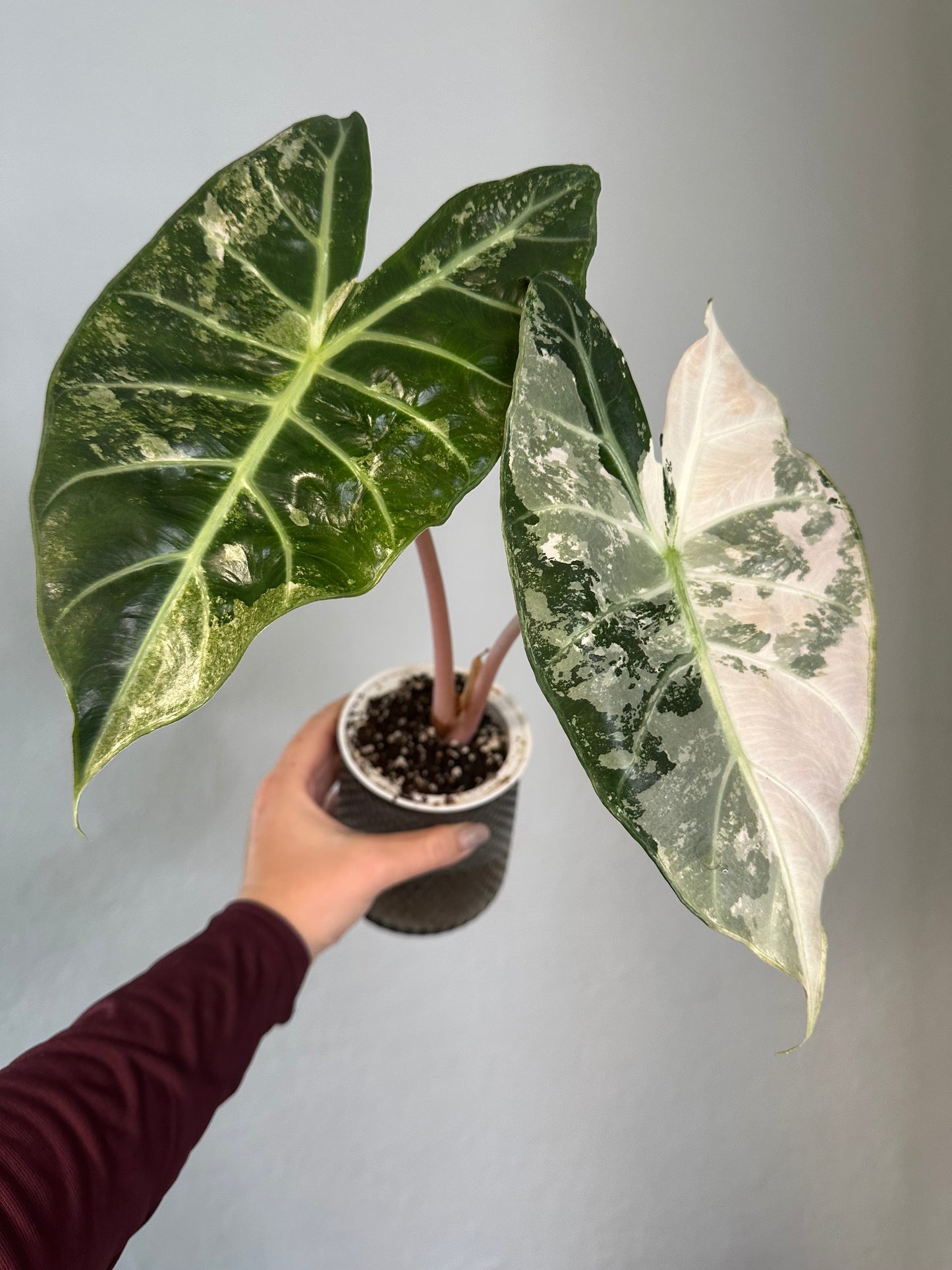 Alocasia pink dragon pink albo variegated