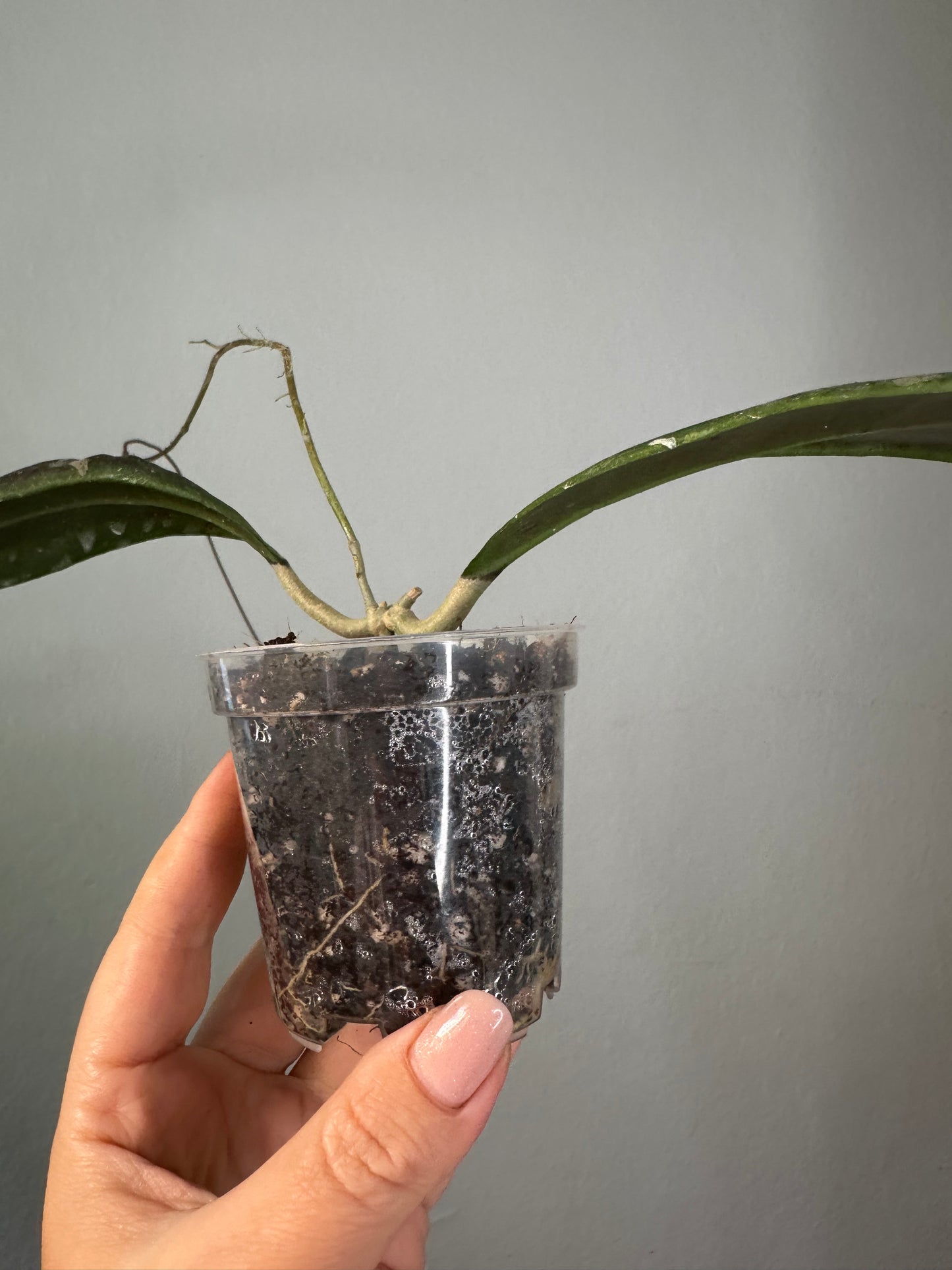 Hoya Rintzii Borneo