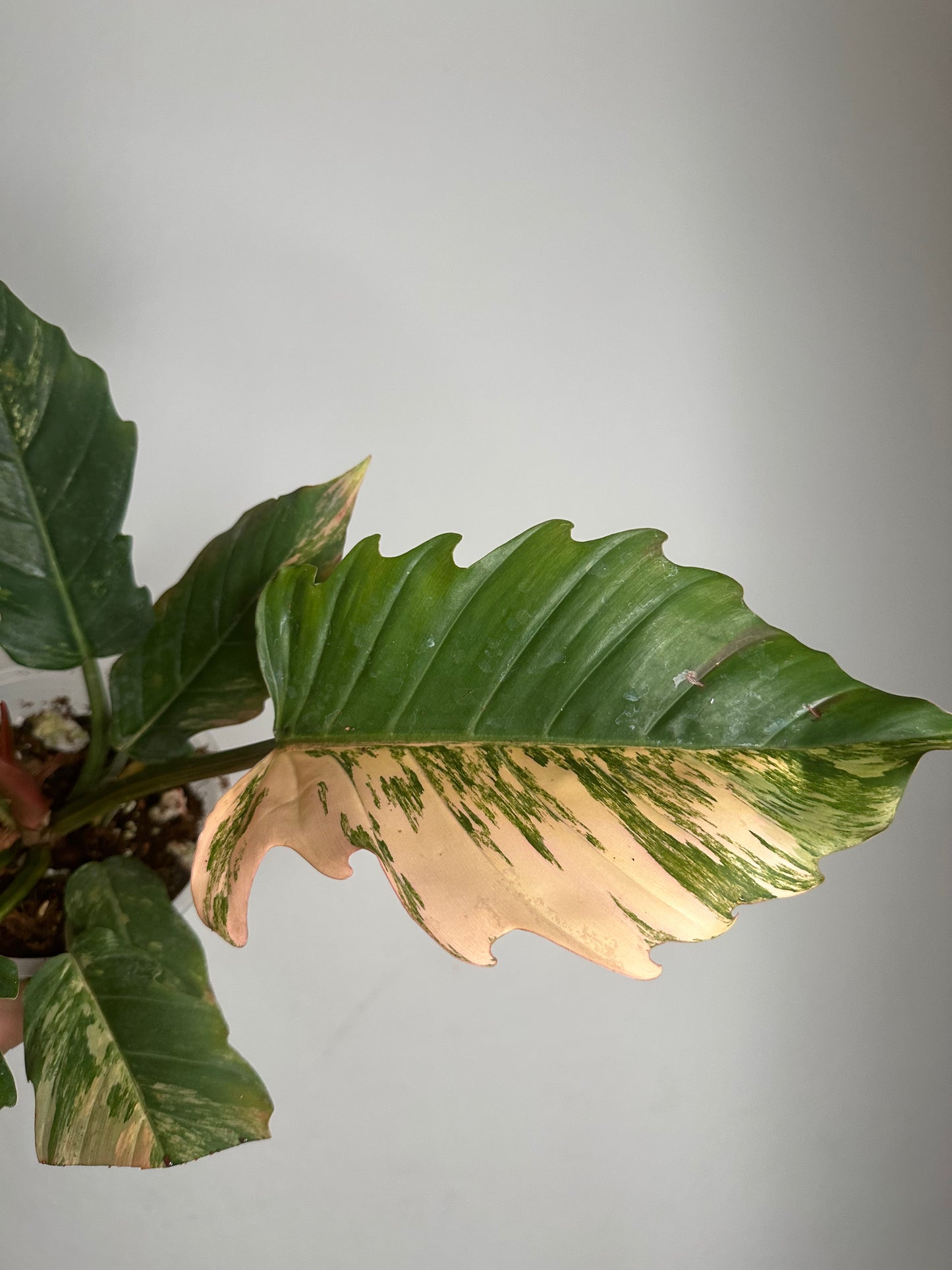 Philodendron caramel marble variegated