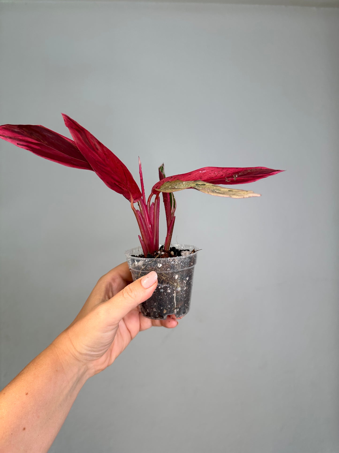 Stromanthe multicolor/ rare