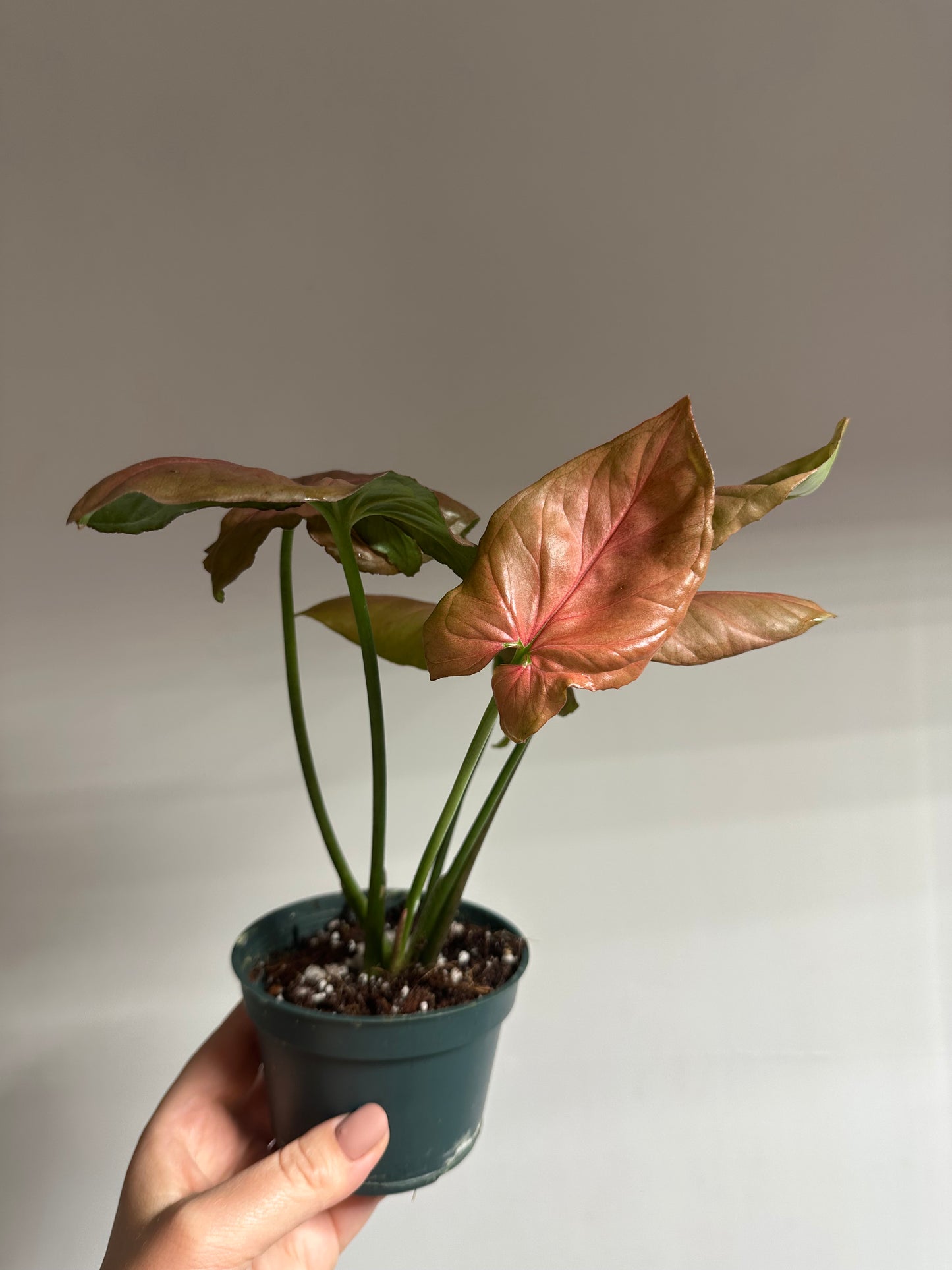 Syngonium Orm Nak / uncommon 🩷