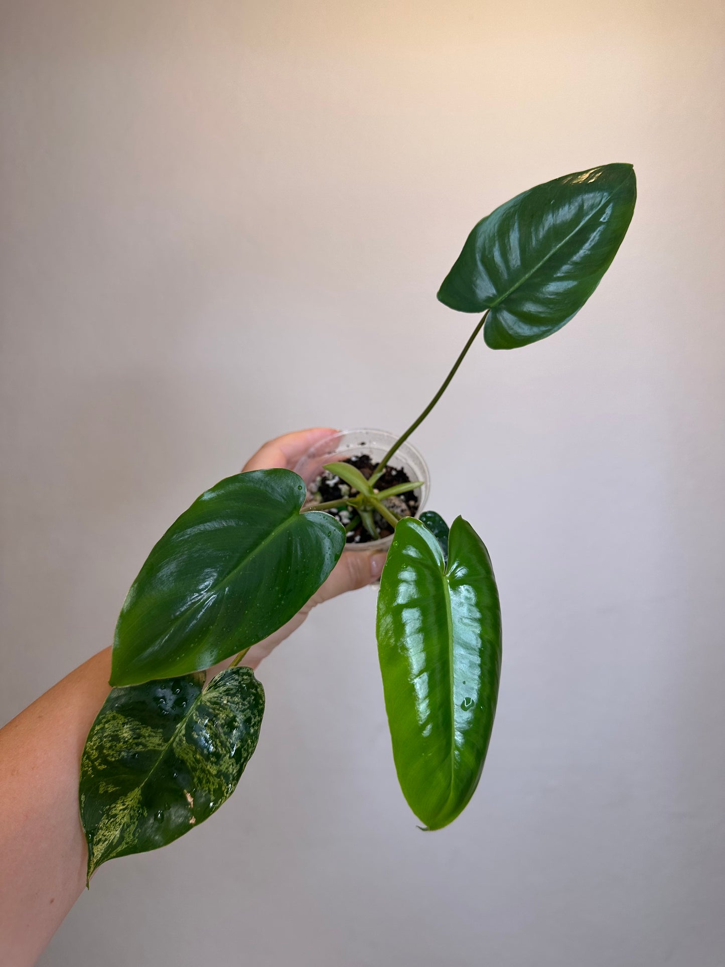 Philodendron burle Marx mint reverted / gift with a purchase