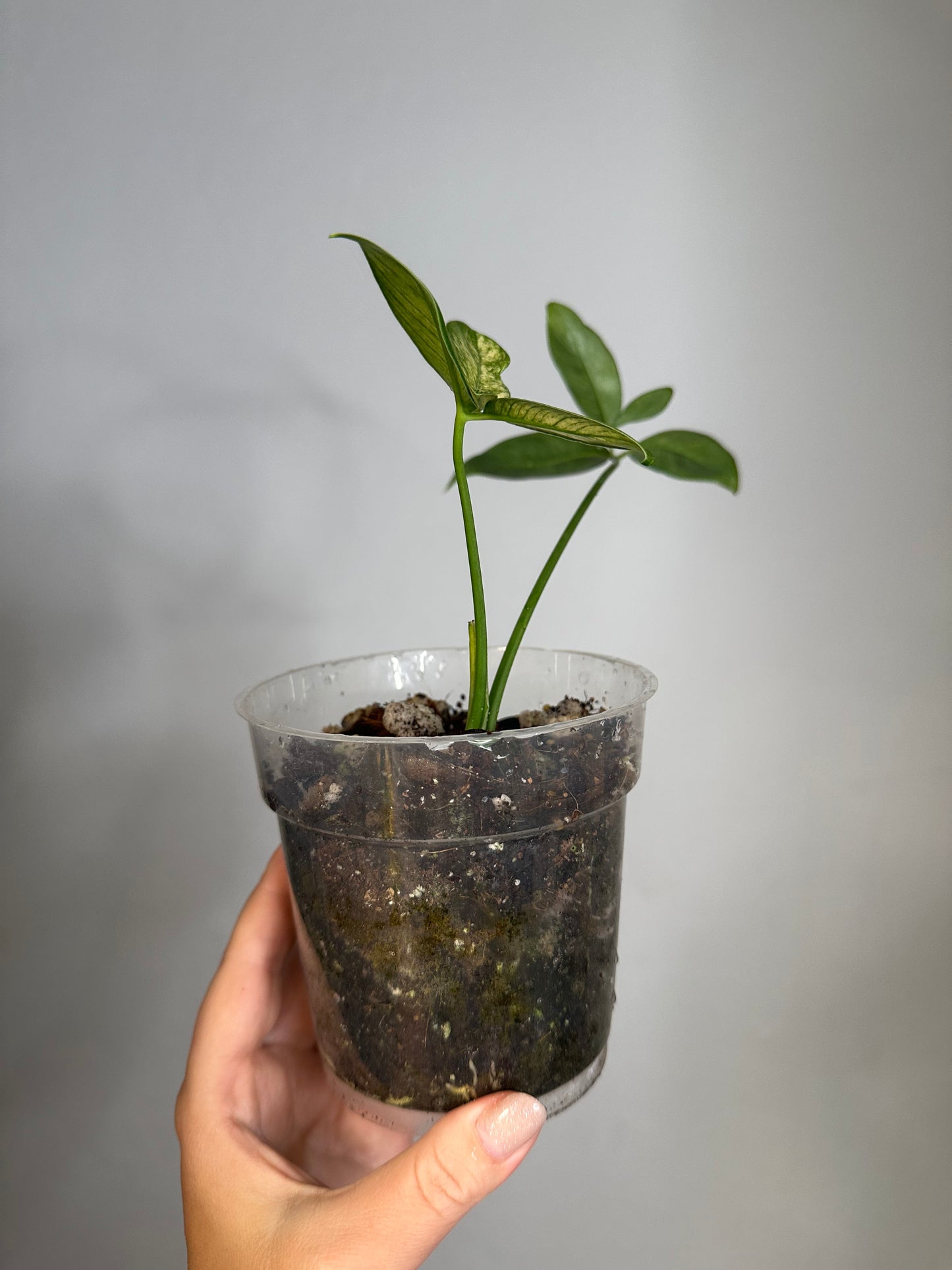 Philodendron Goeldii Mint / Thaumatophyllum spruceanum Mint