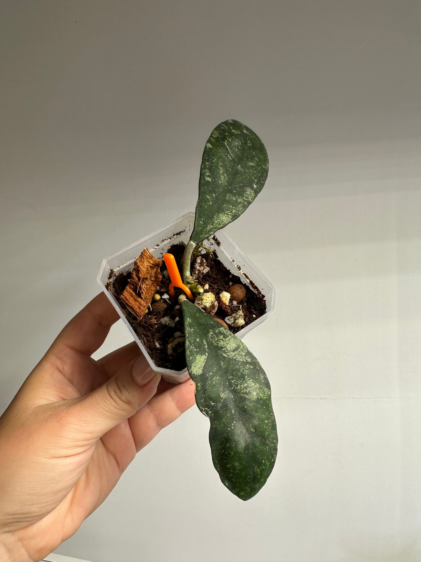 Hoya Corneri Splash