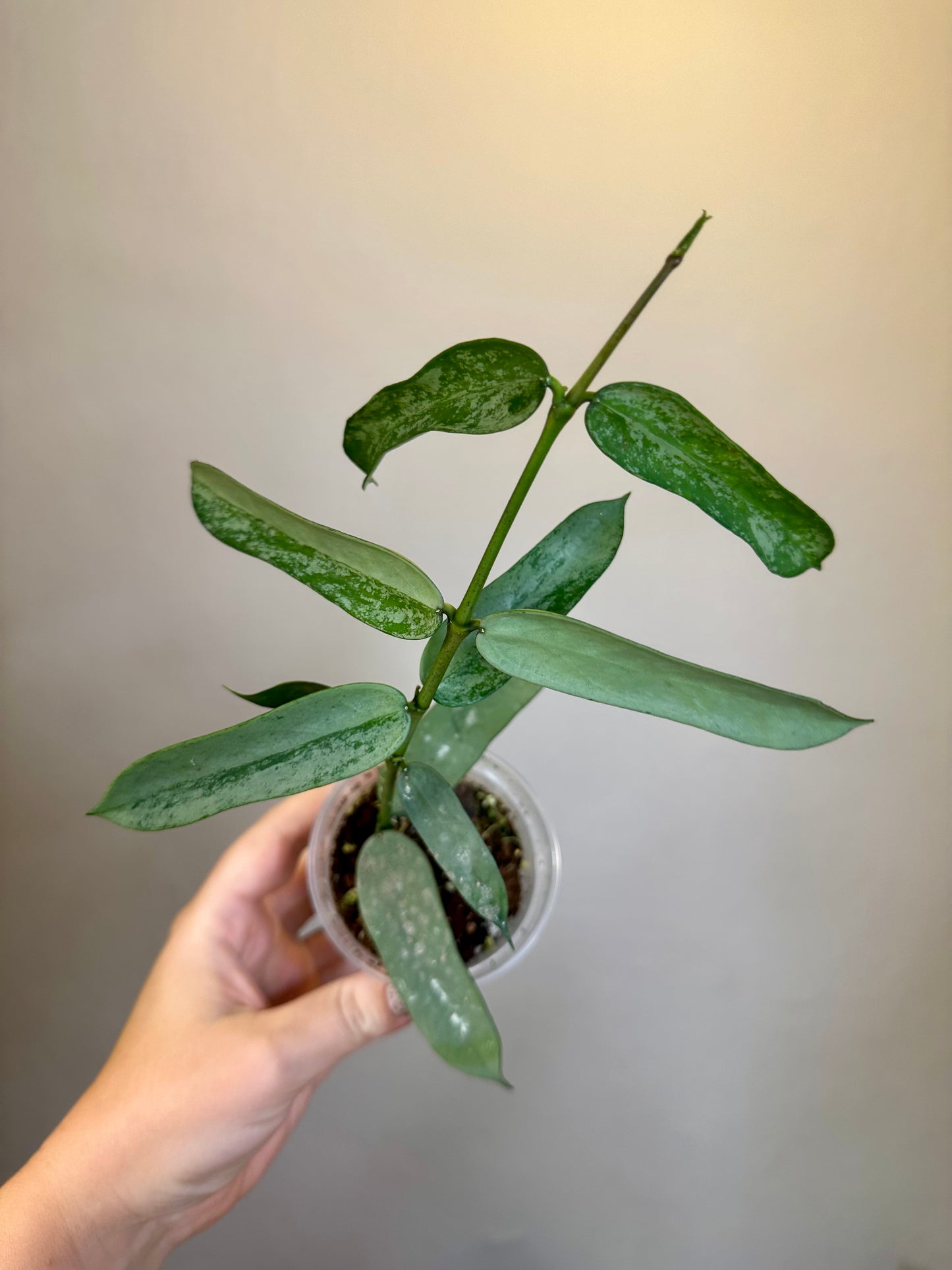 Hoya pandurata silver
