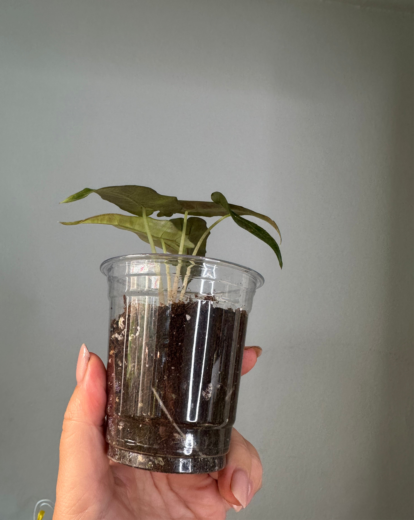 Alocasia amazonica aurea splash variegated