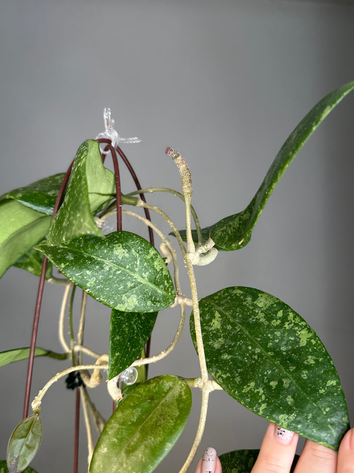 Hoya Ko Chang / mature plant that has bloomed many times 🌸