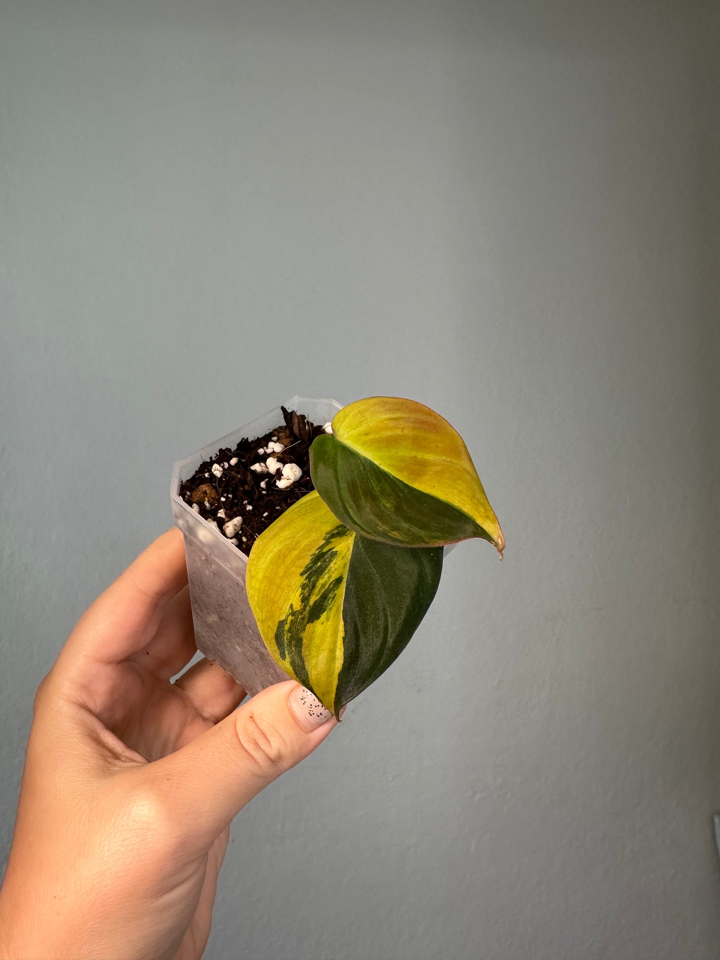 Philodendron Micans variegated