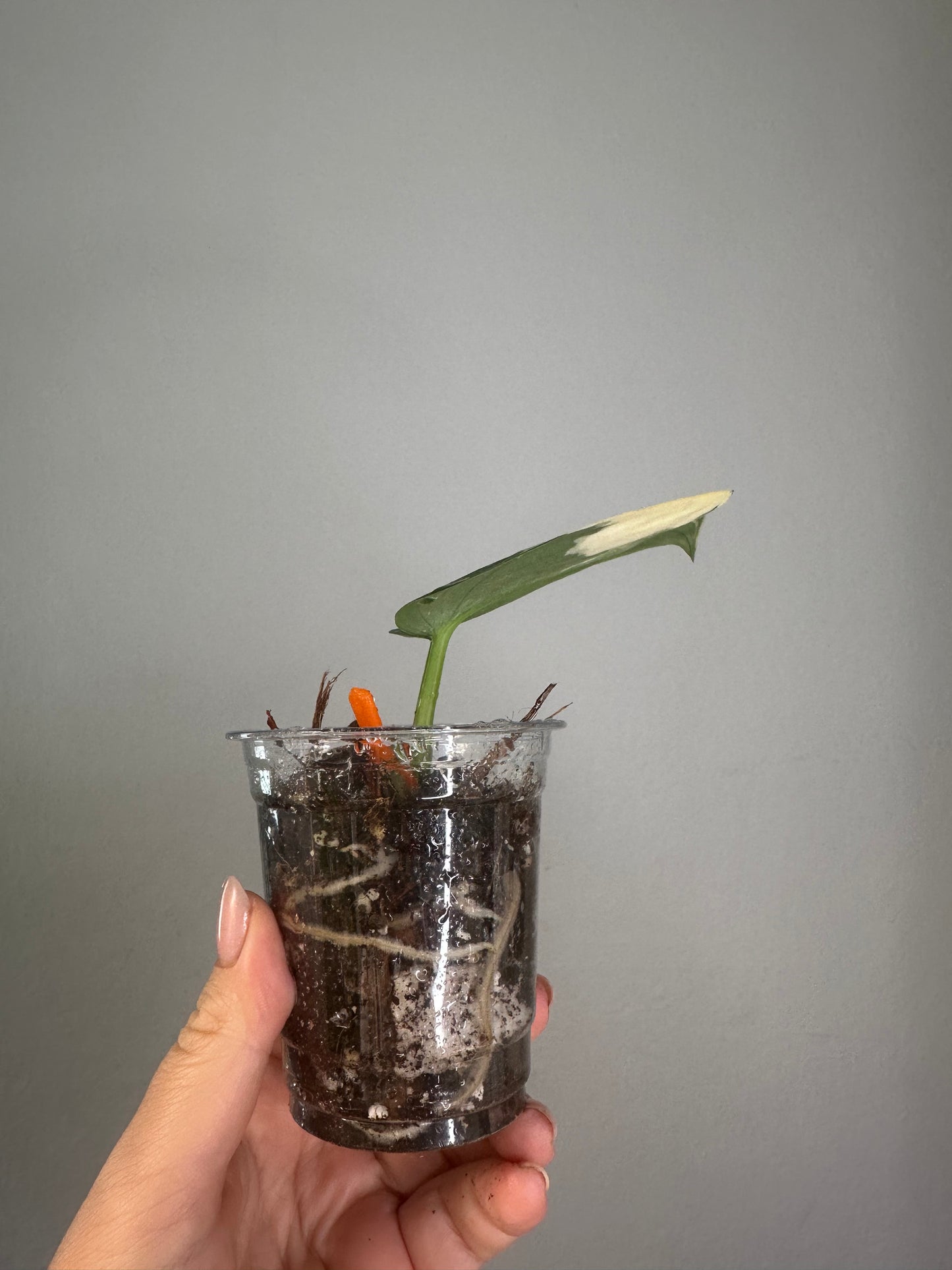 Scindapsus Jade Satin variegated