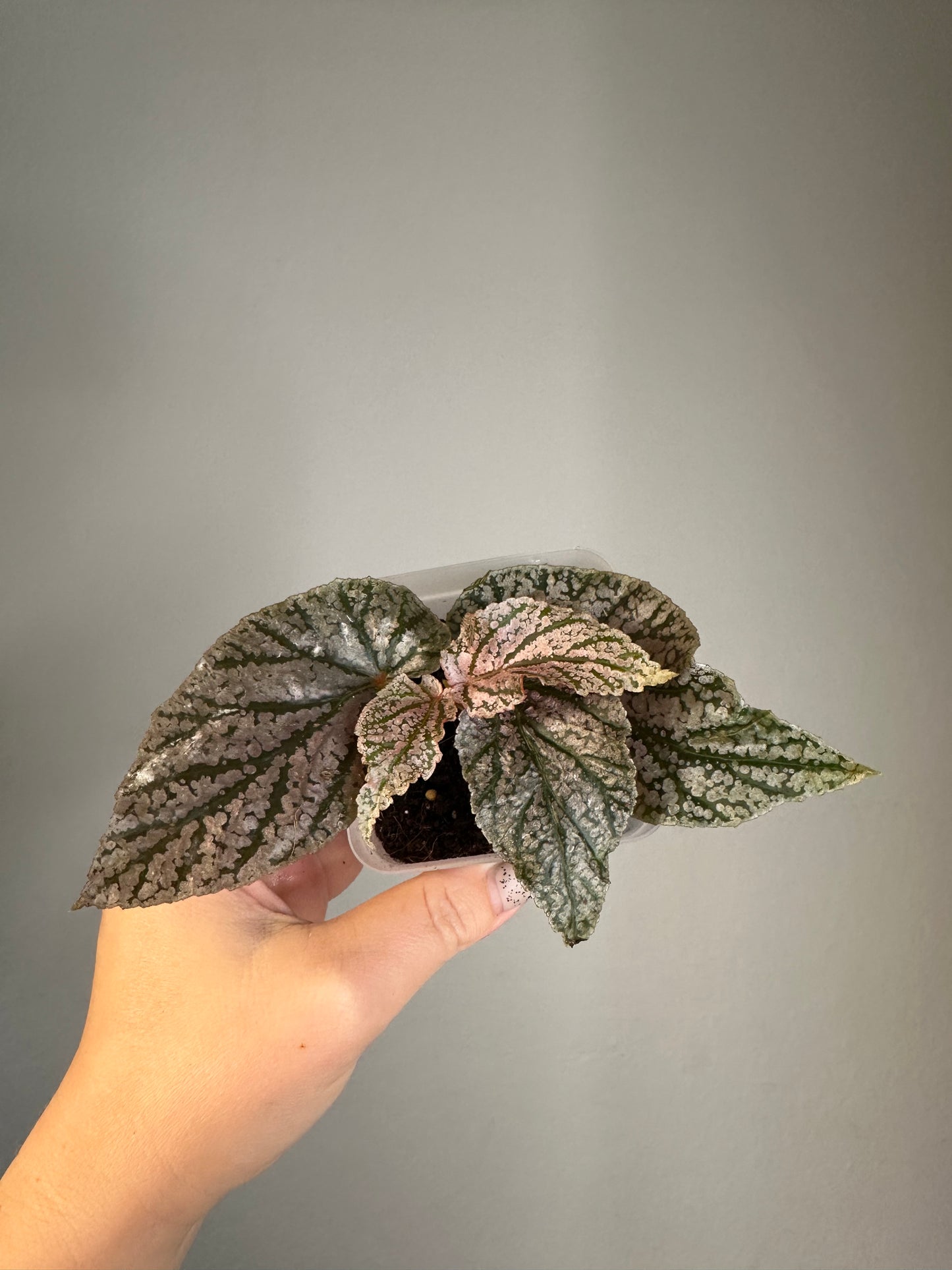 Begonia Maurice Amey