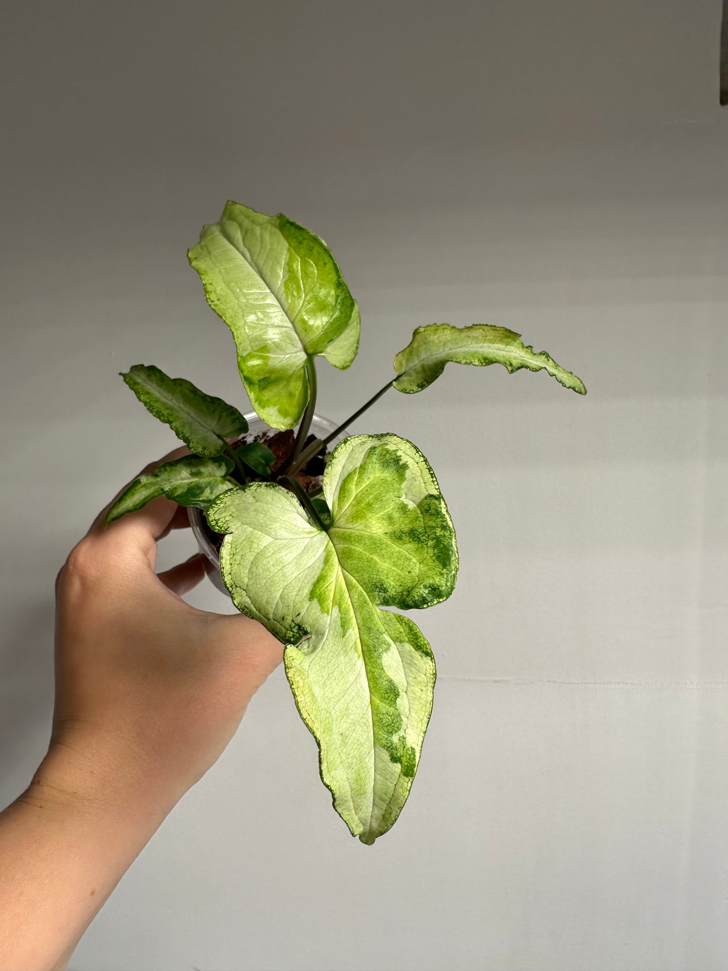 Syngonium three kings