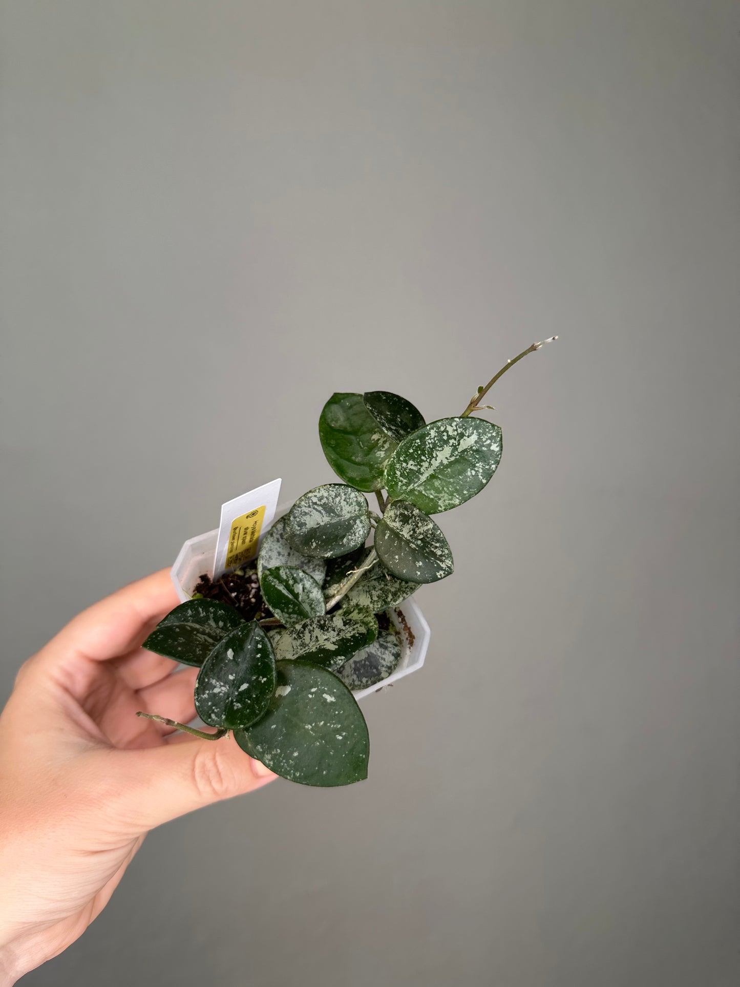 Hoya Mathilde silver splash 🩶 / two cuttings in a pot