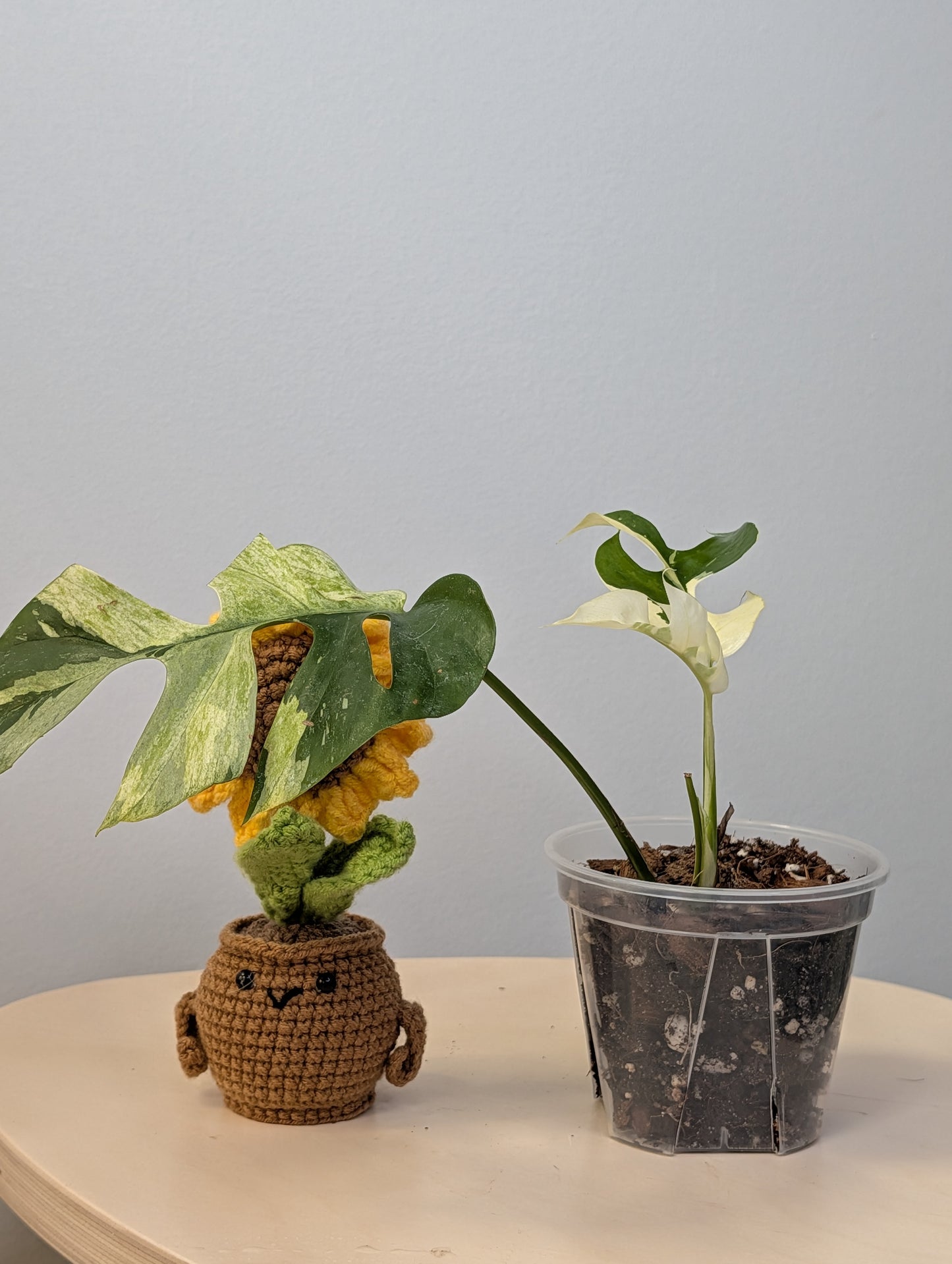 Raphidophora tetrasperma albo variegated