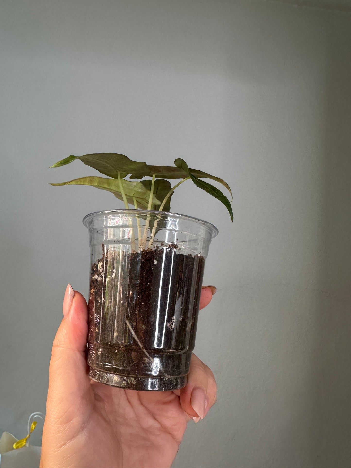Alocasia amazonica aurea splash variegated