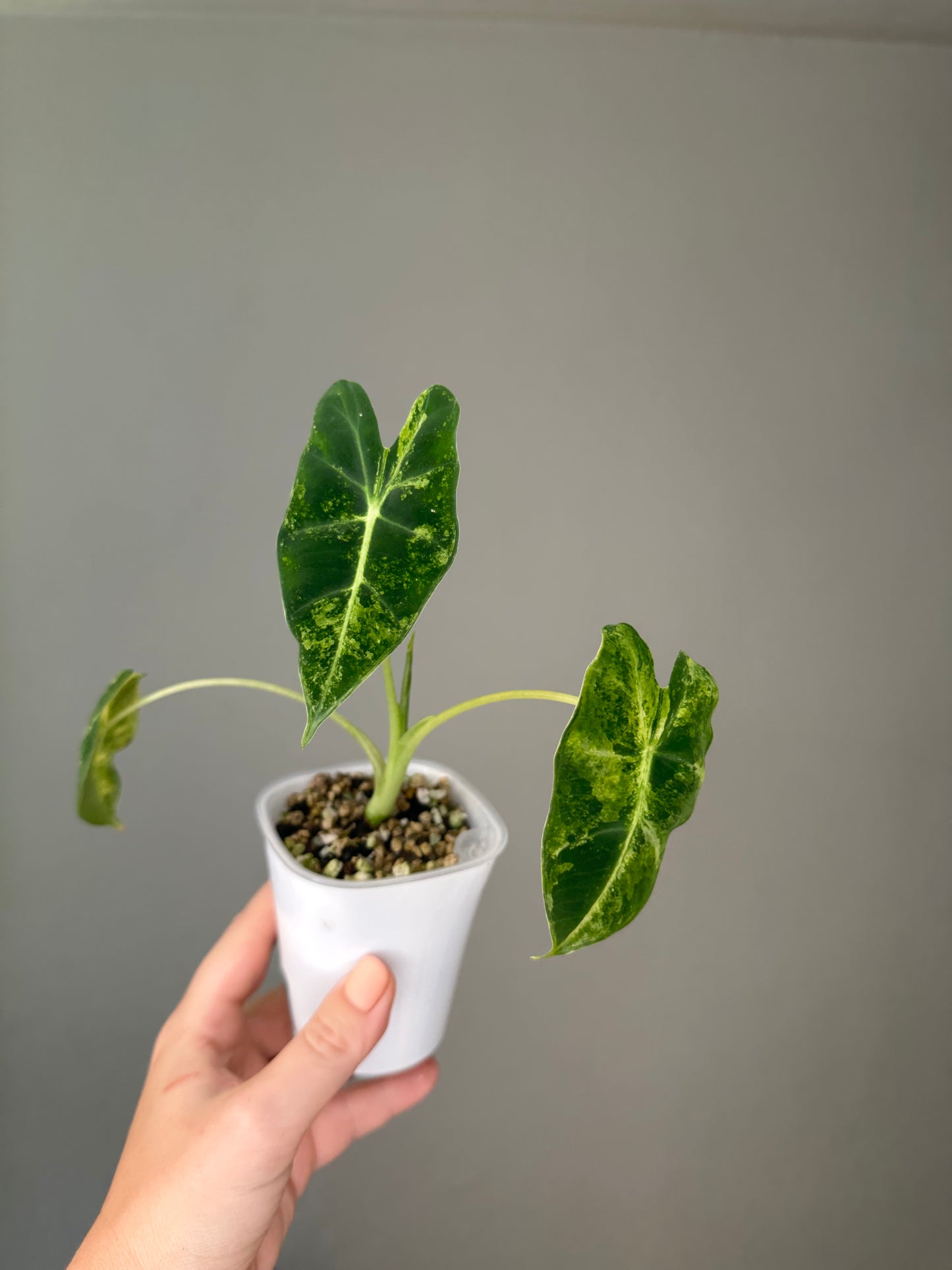 Alocasia Frydek aurea variegated / not albo, uncommon color