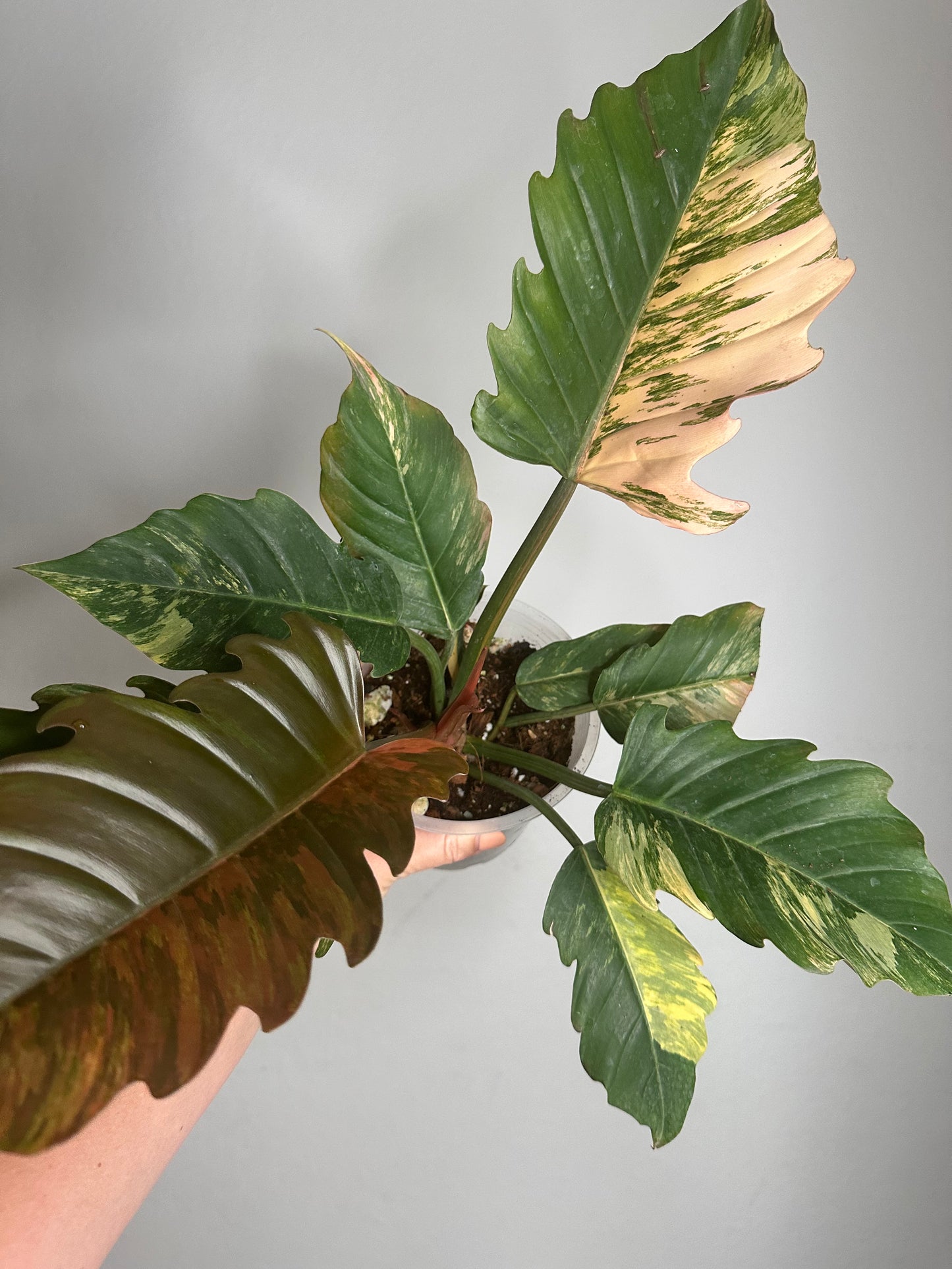 Philodendron caramel marble variegated
