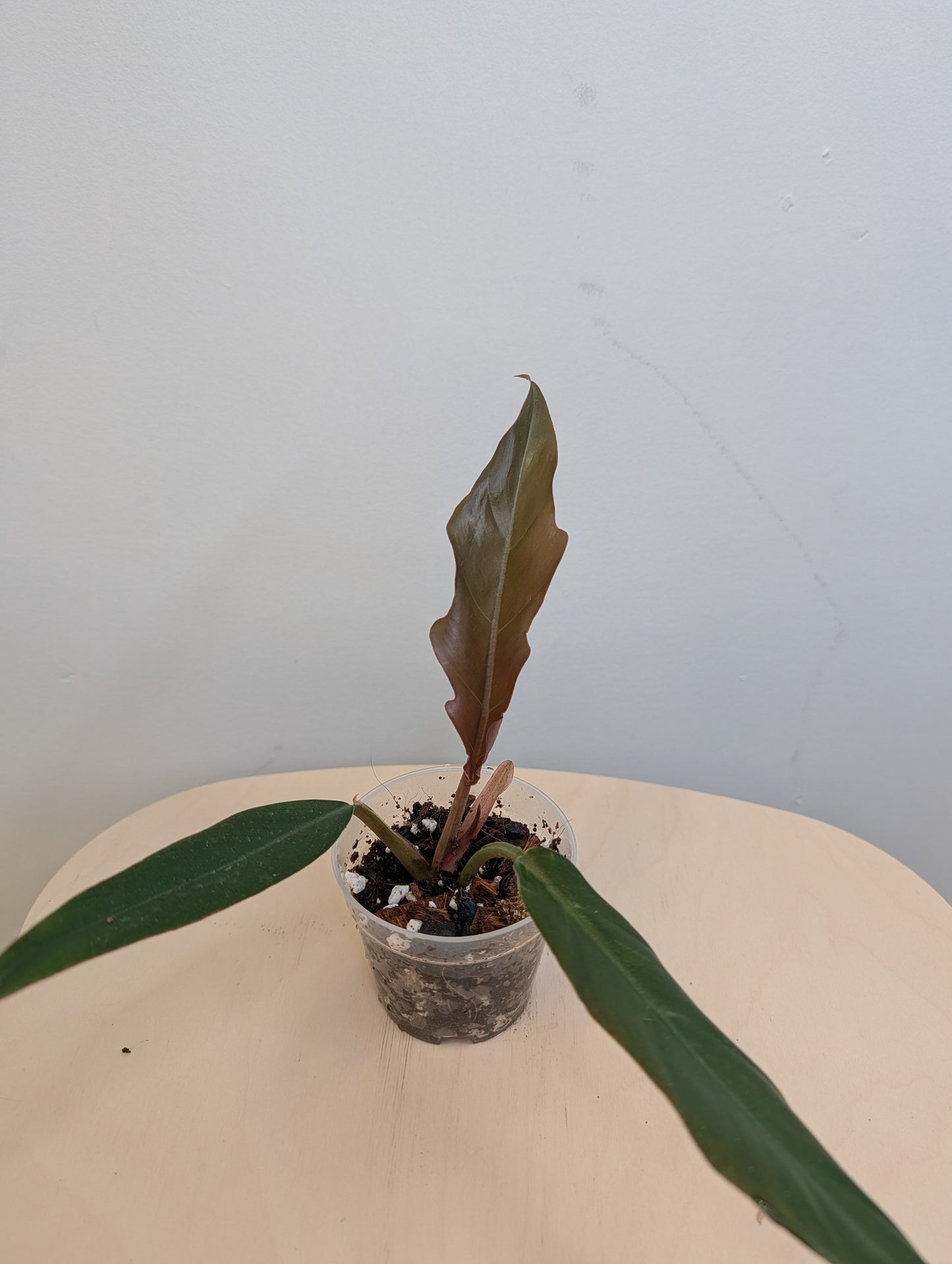 Philodendron caramel marble variegated / green baby from the variegated plant