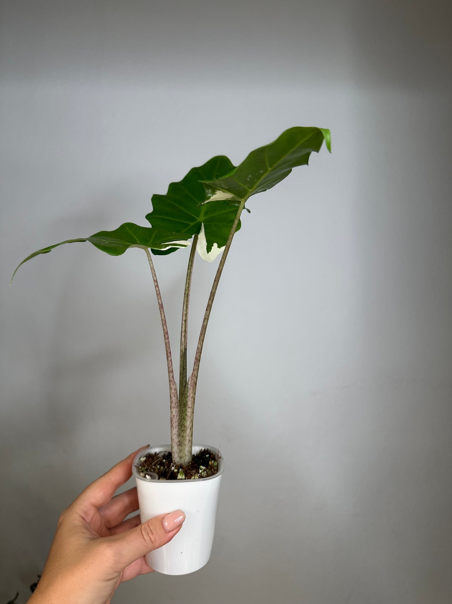 Alocasia portora albo variegated
