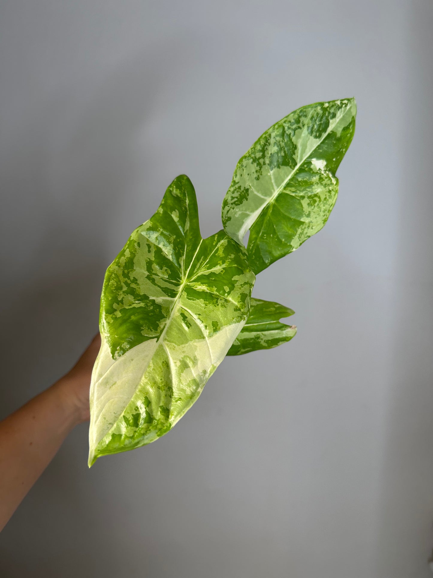 Alocasia acuminata ariegated CORM/ uncommon alocasia