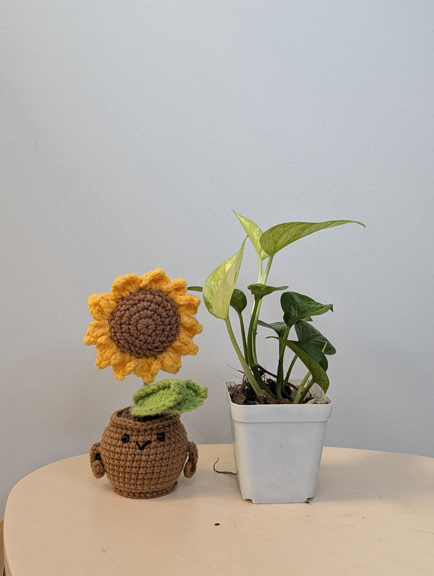 Pothos Jessenia / uncommon color