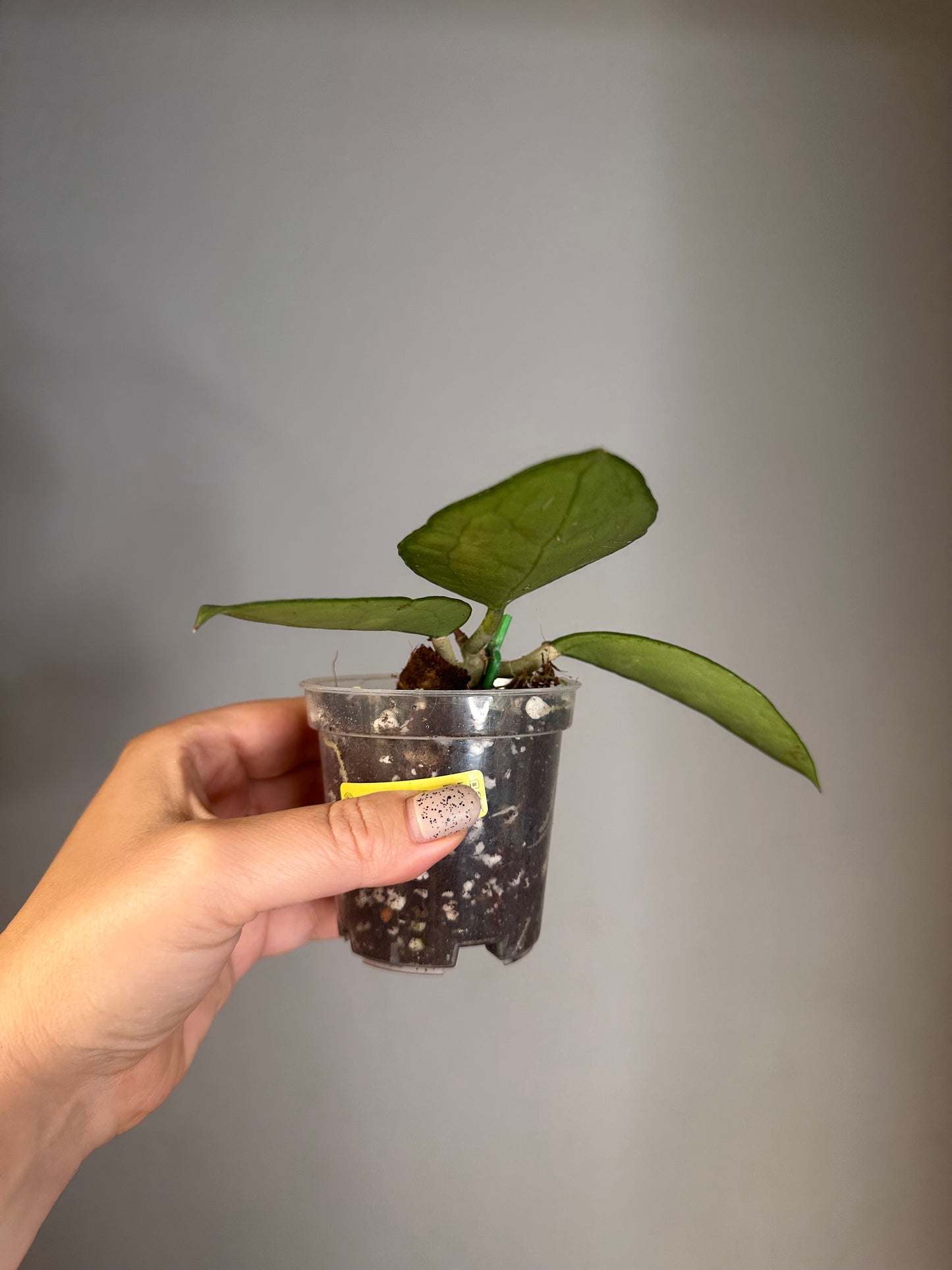 Hoya pottsi splash