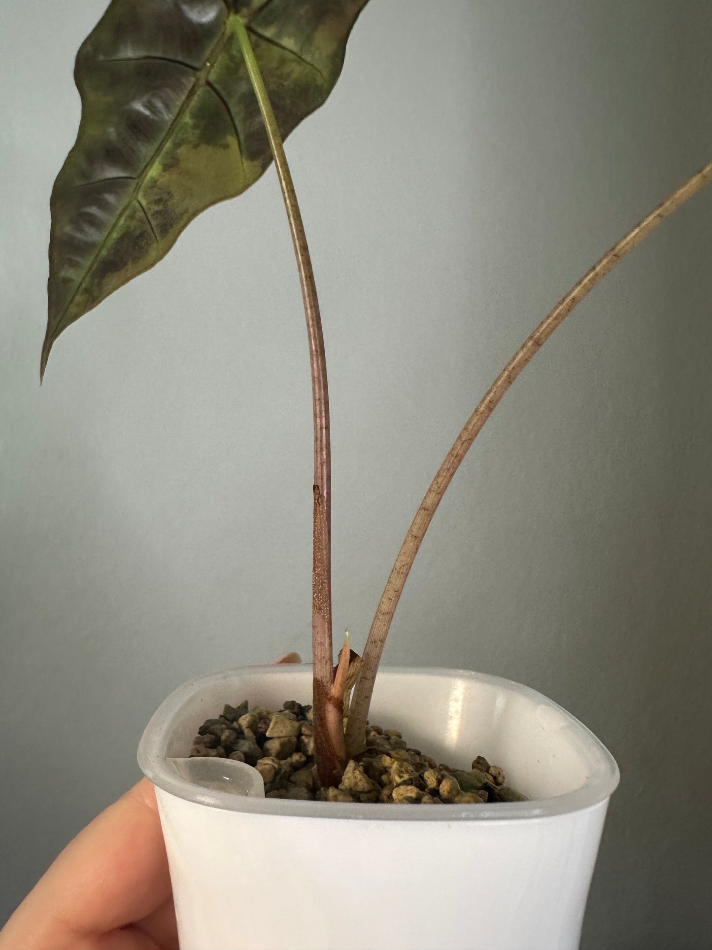 Alocasia sanderiana bull aurea variegated 🦄