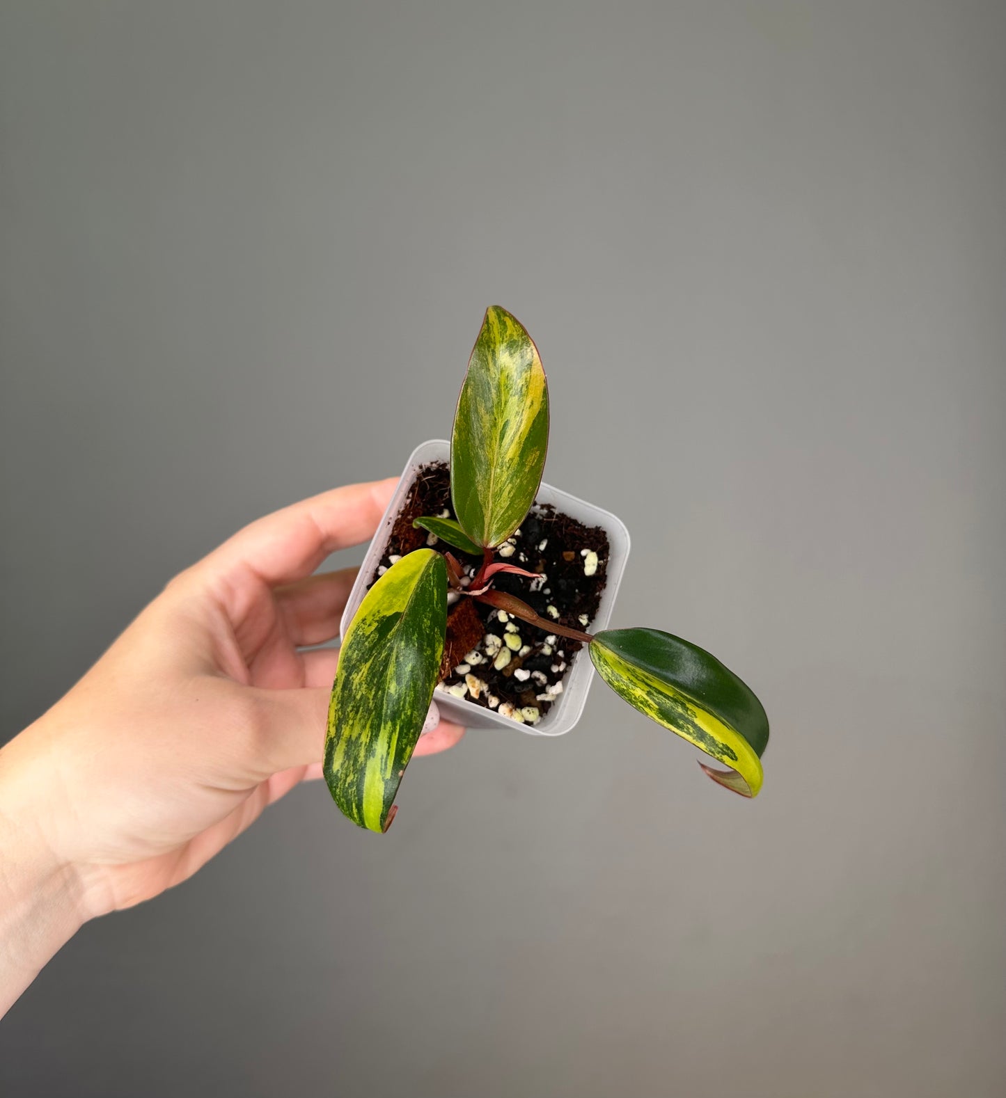Philodendron strawberry shake