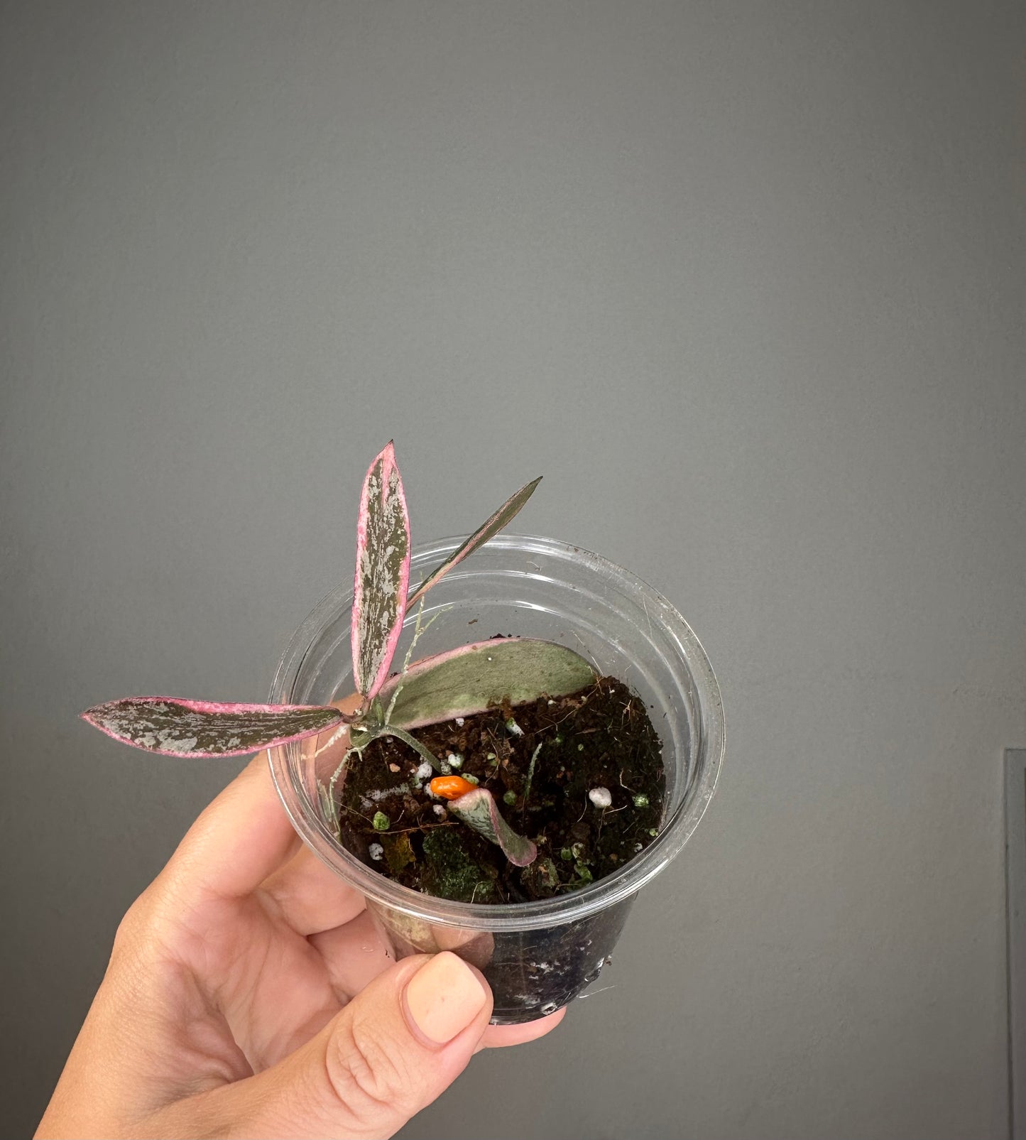 Hoya sigilatis variegated
