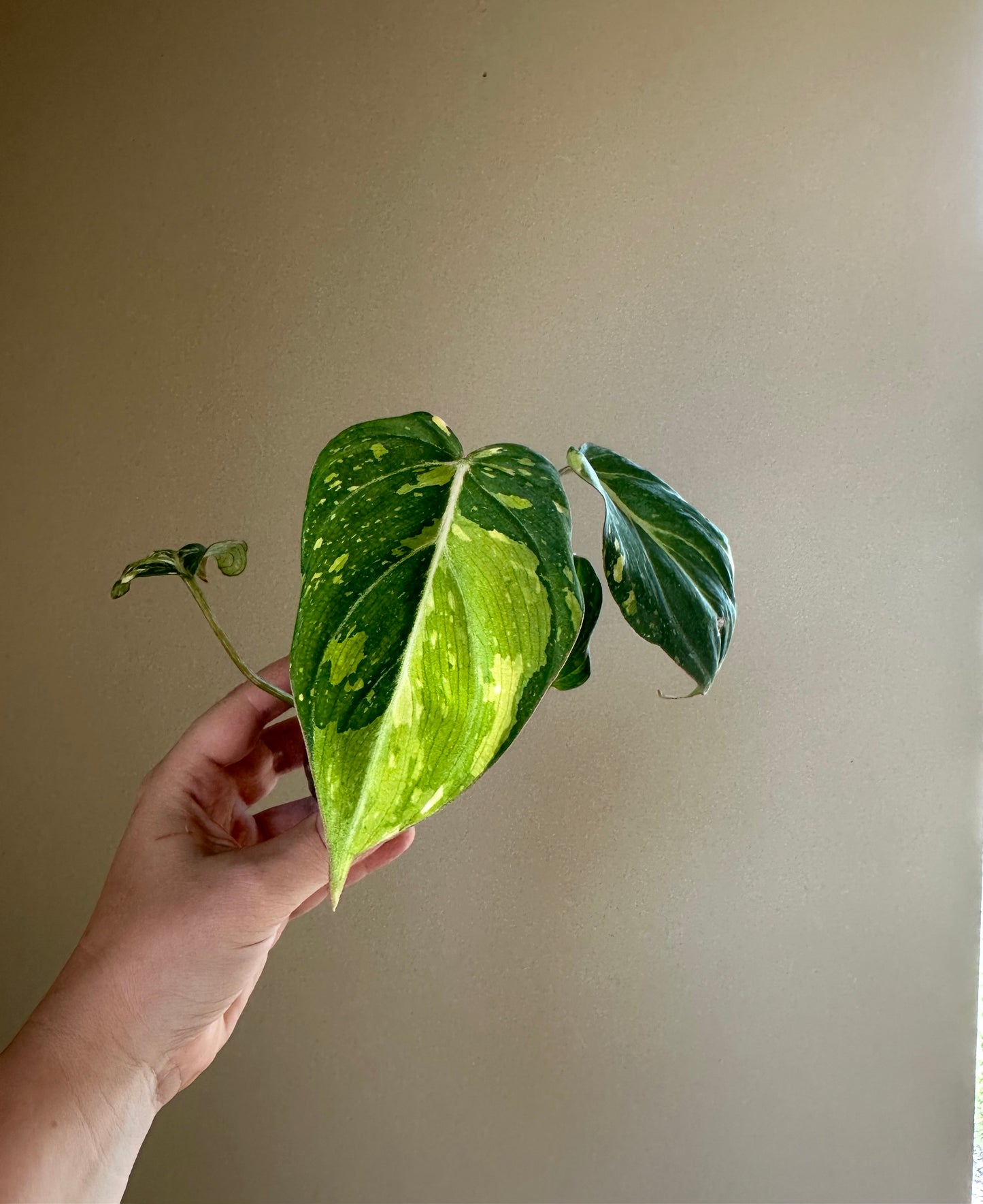 Philodendron Gloriosum Variegated / first photo: example, sister plant