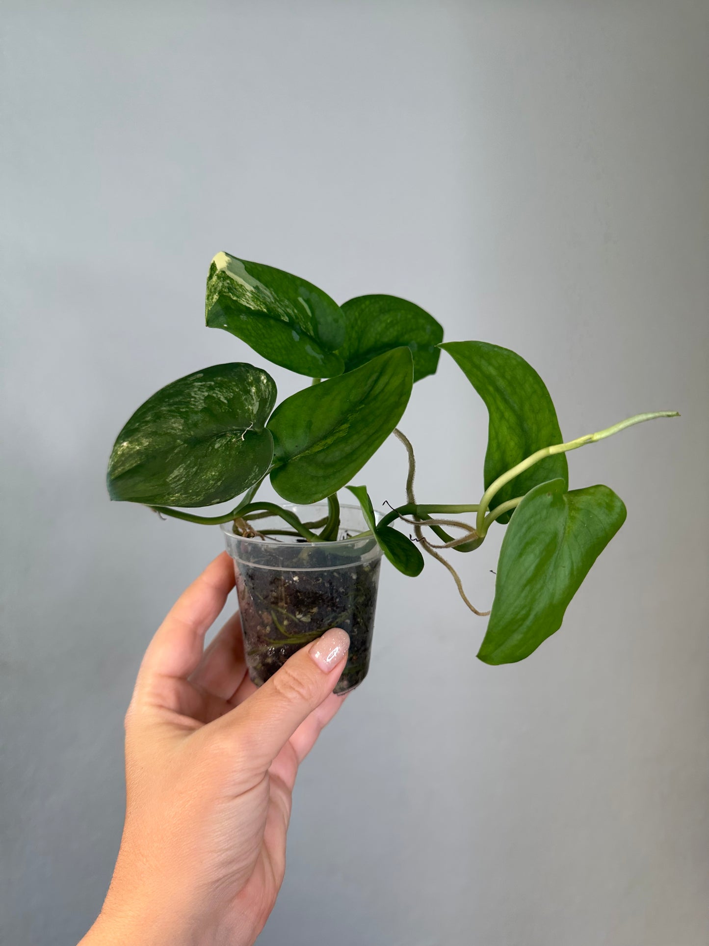 Scindapsus jade satin, velvety leaves