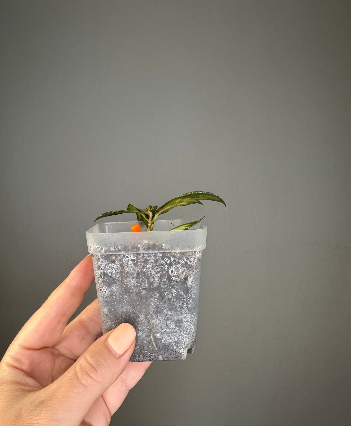 Hoya nabawanensis variegated