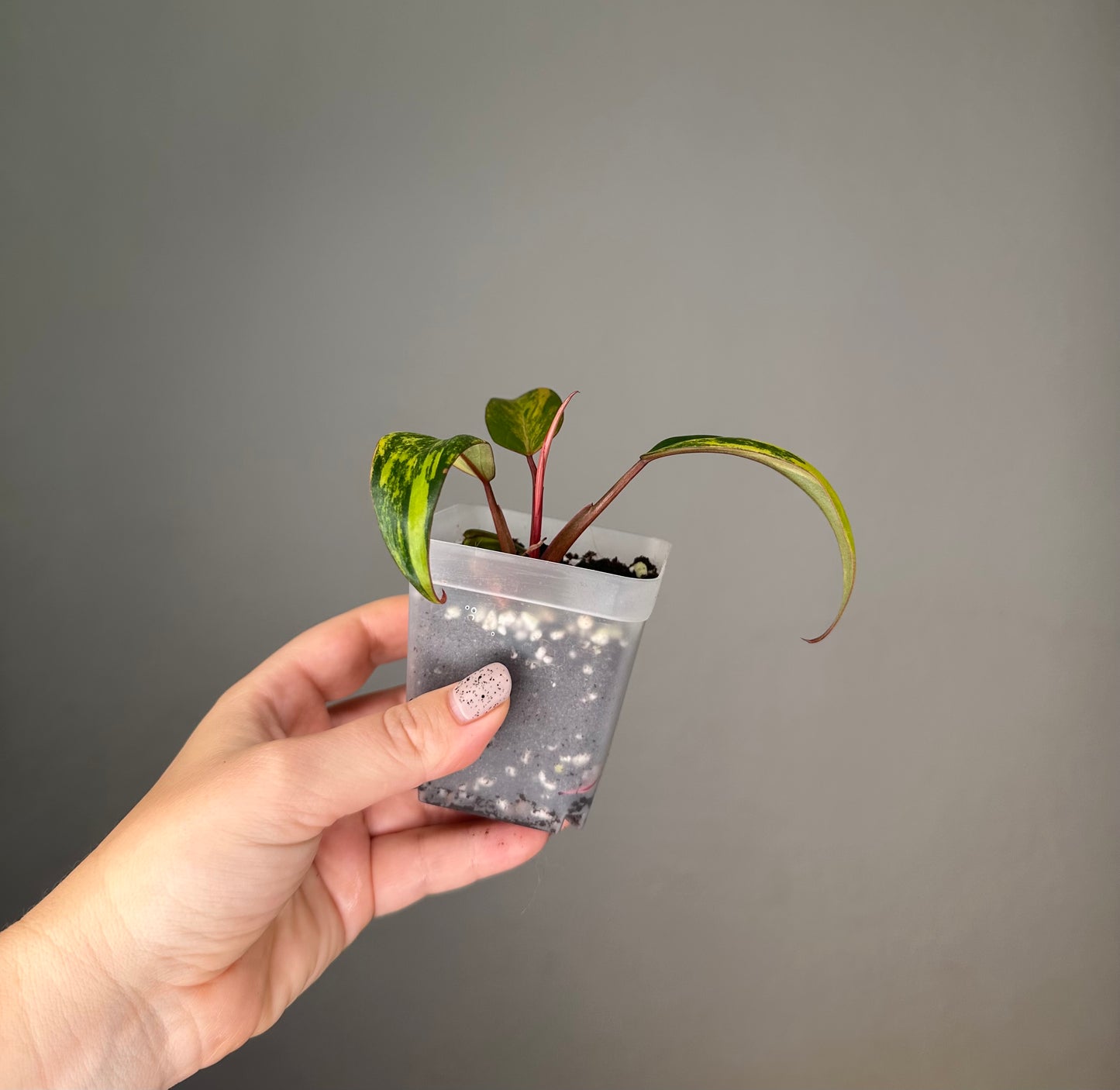 Philodendron strawberry shake