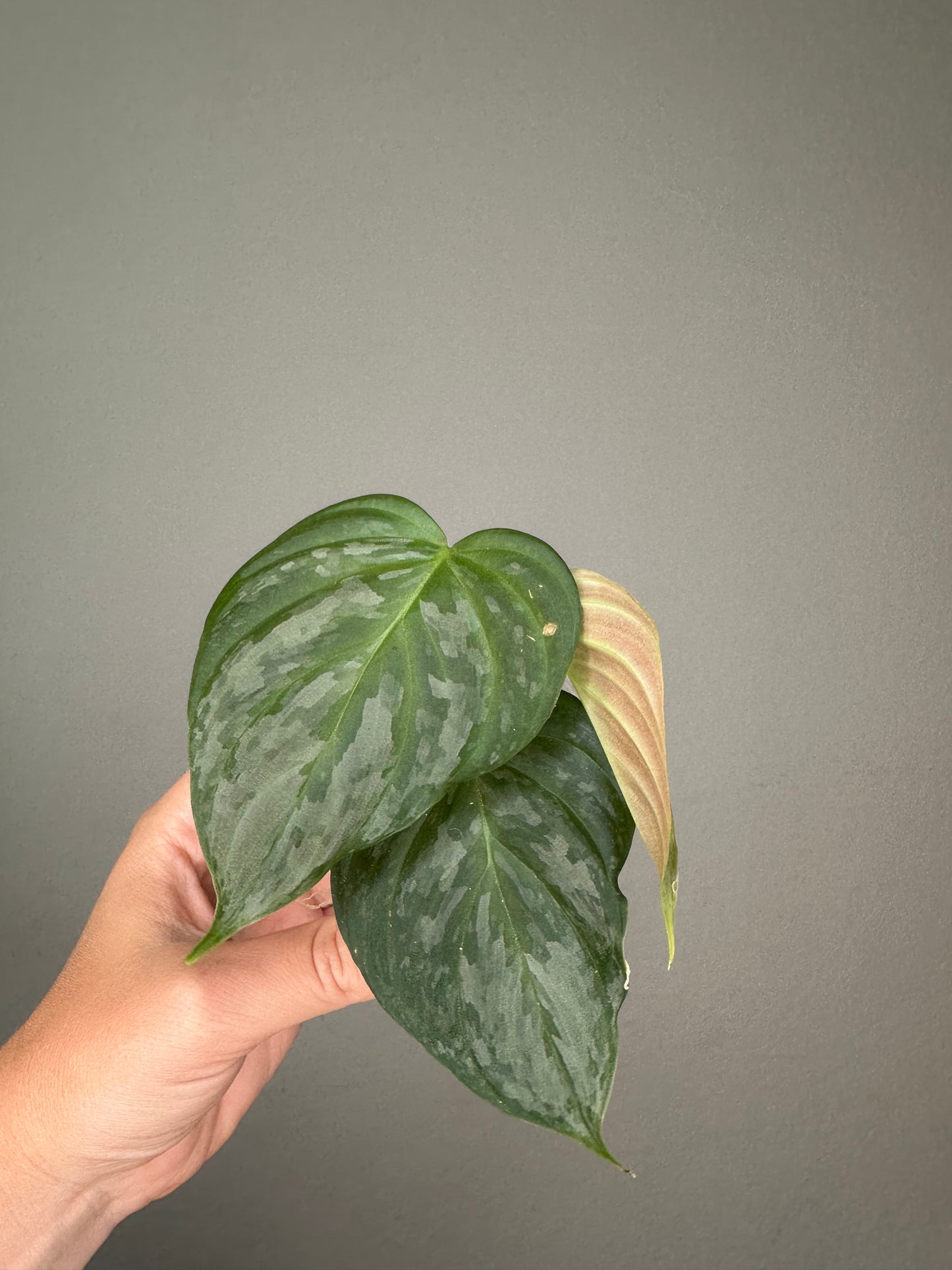 Philodendron sodiroi