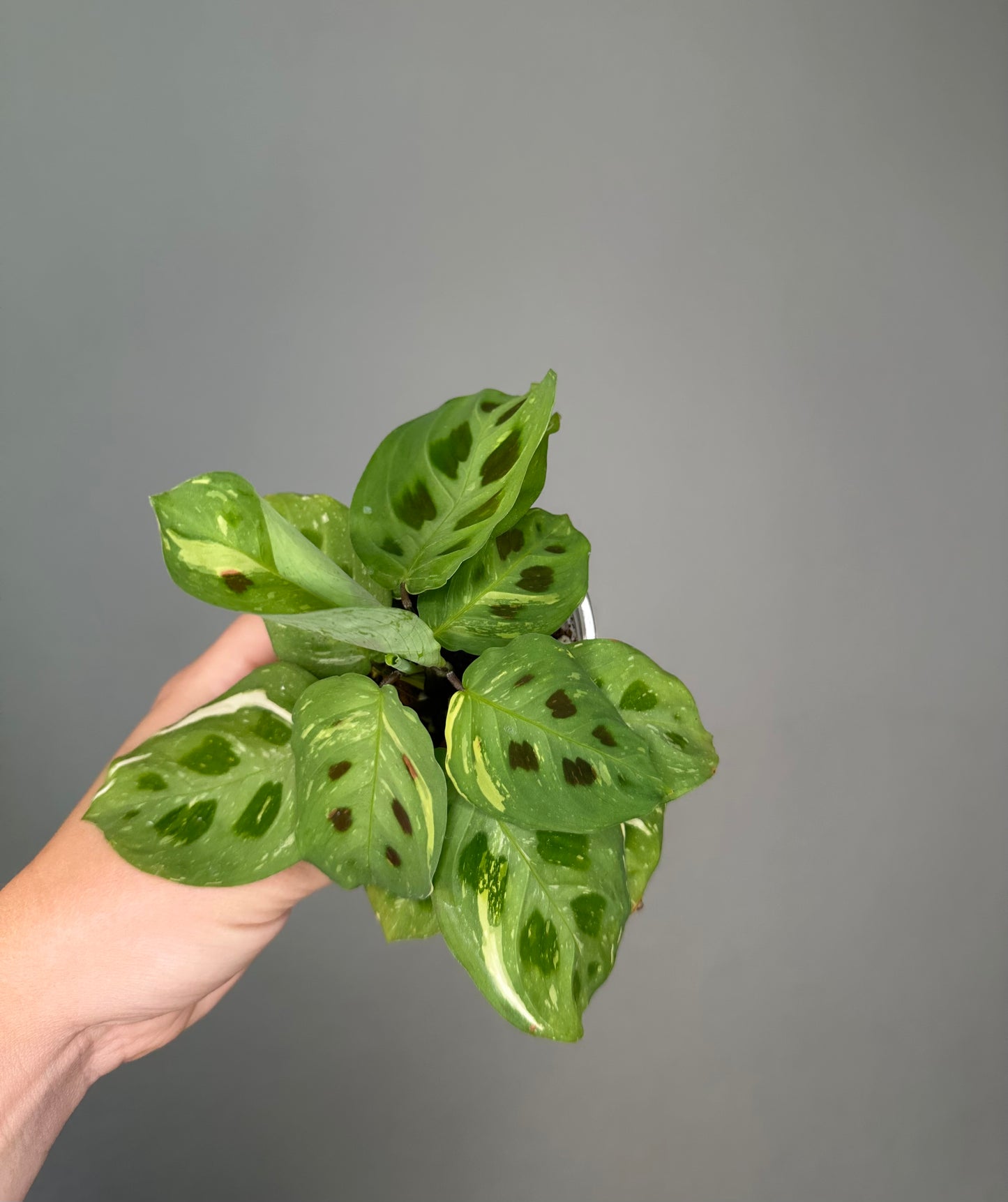 Marantha variegated