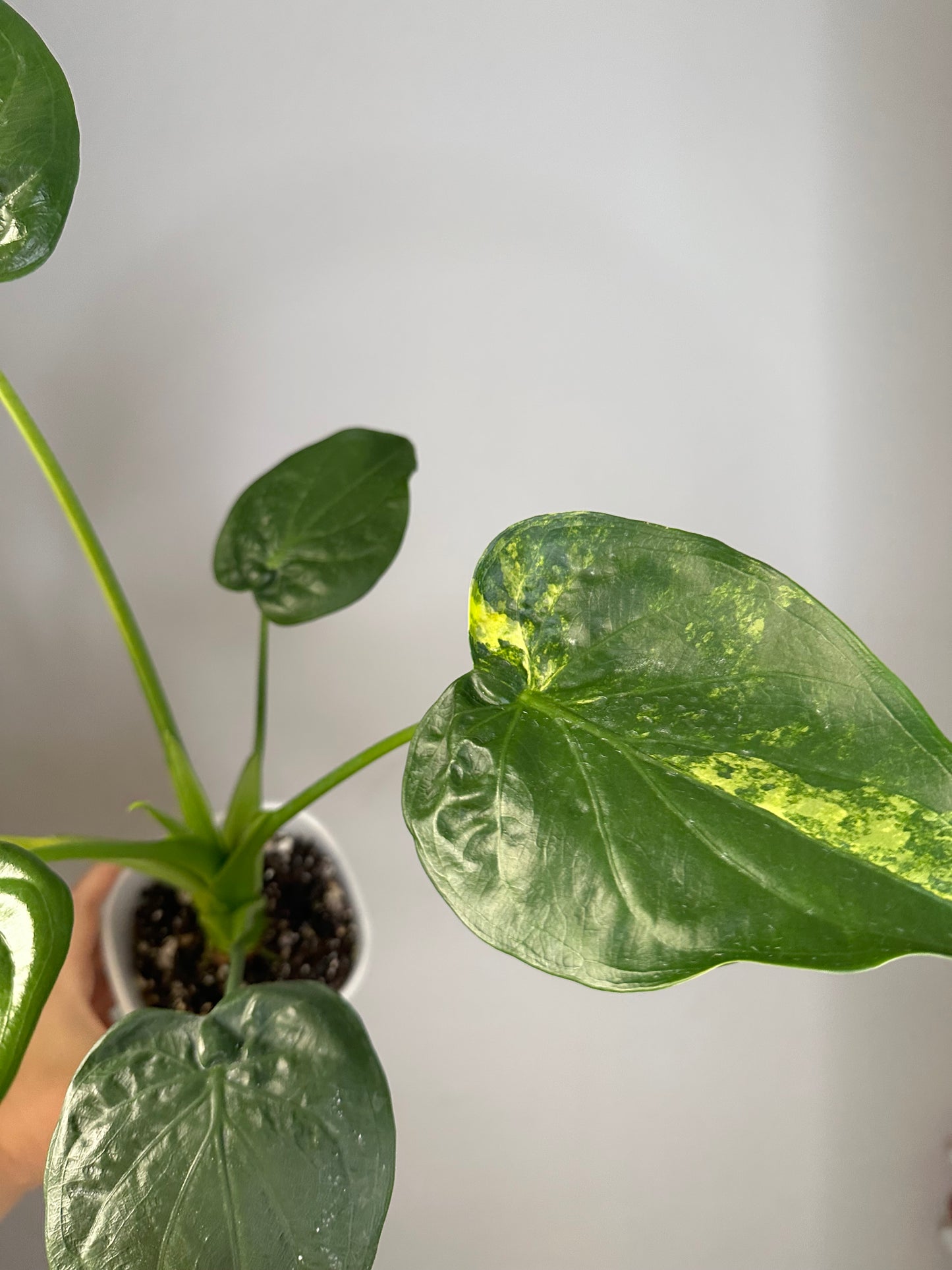 Alocasia cuculata yellow variegated / CORMS