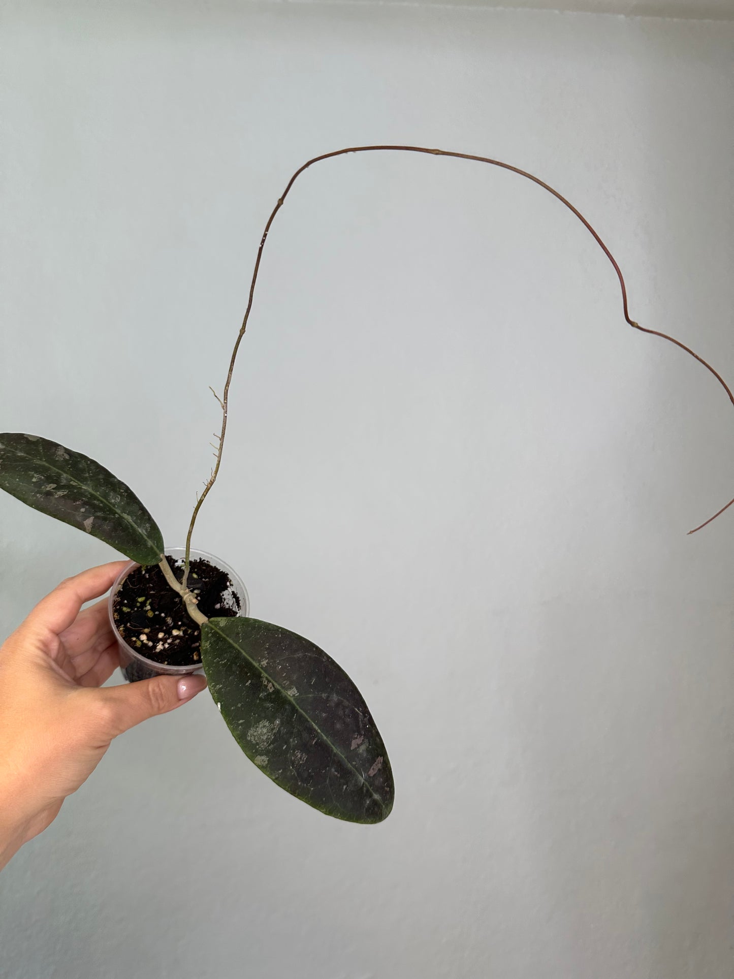 Hoya Rintzii Borneo