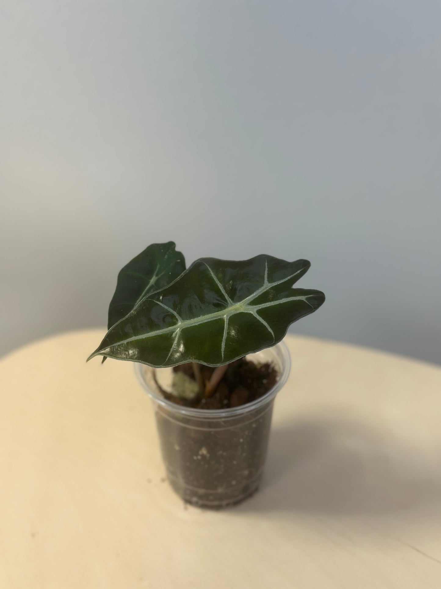 Alocasia amazonica, reverted ? / gift with a purchase