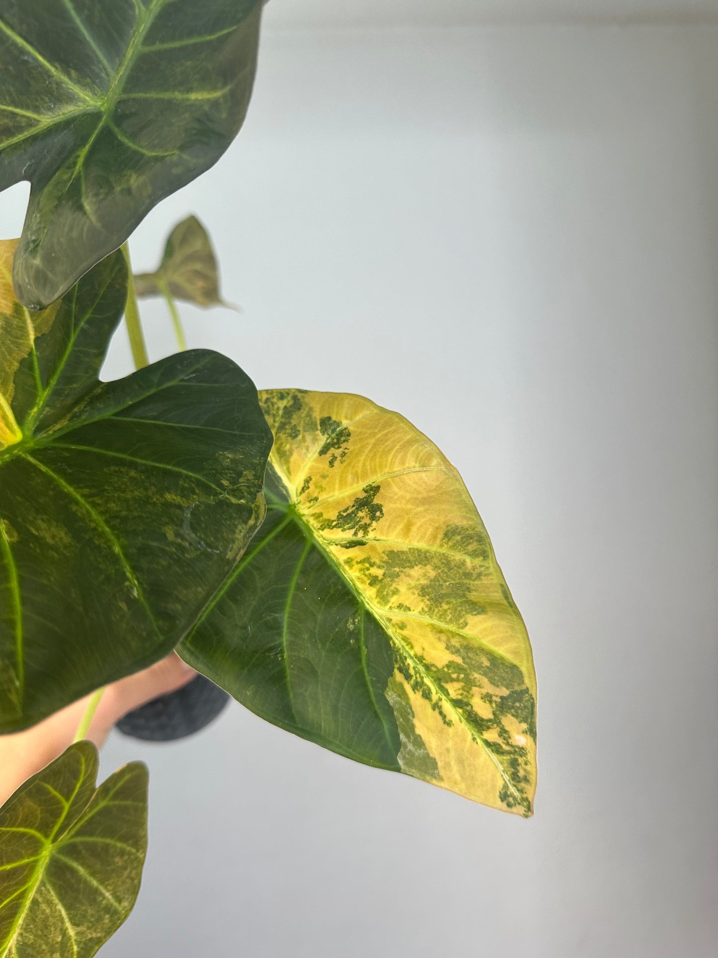 Alocasia regal shield variegated