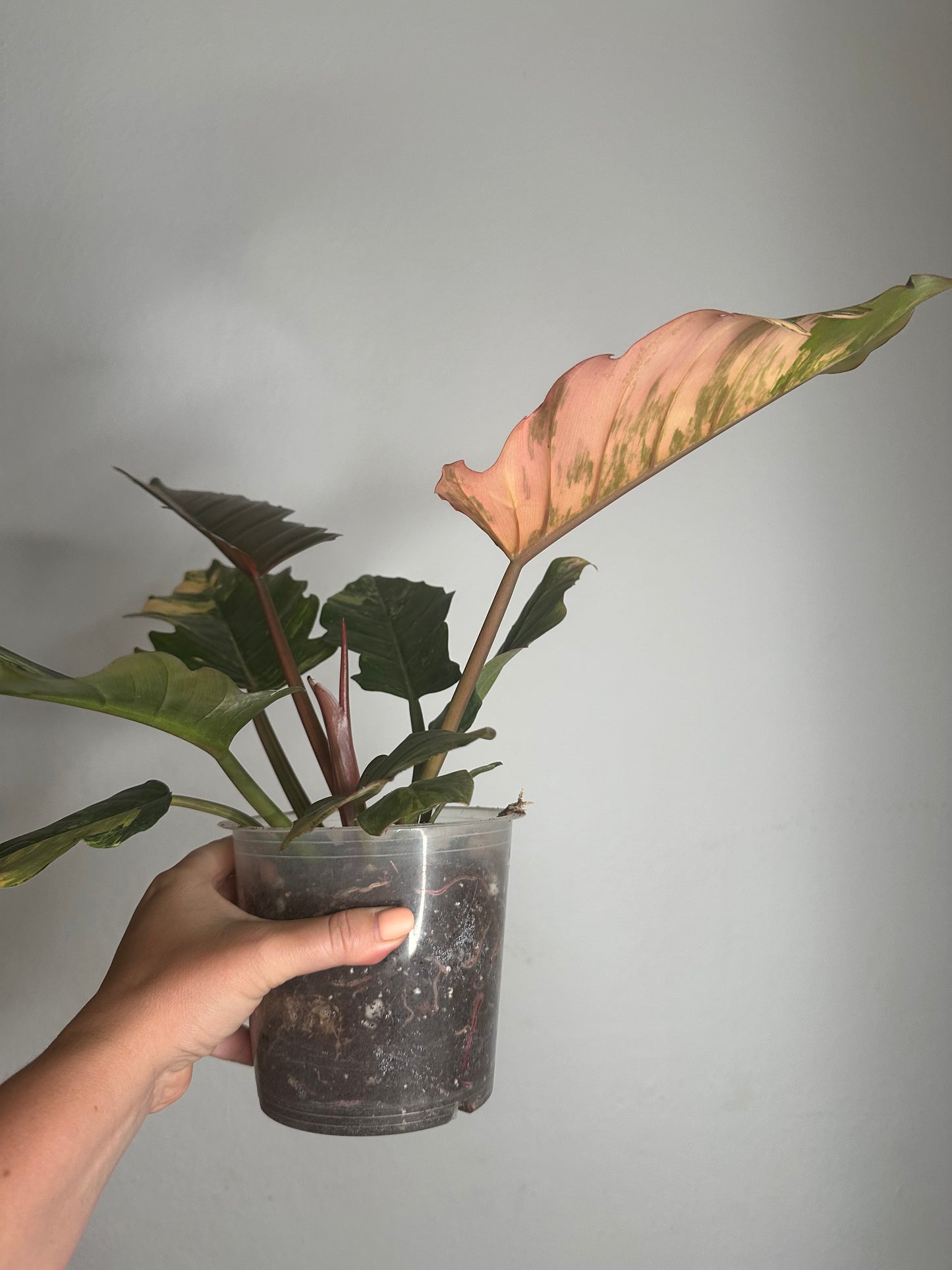 Philodendron caramel marble variegated