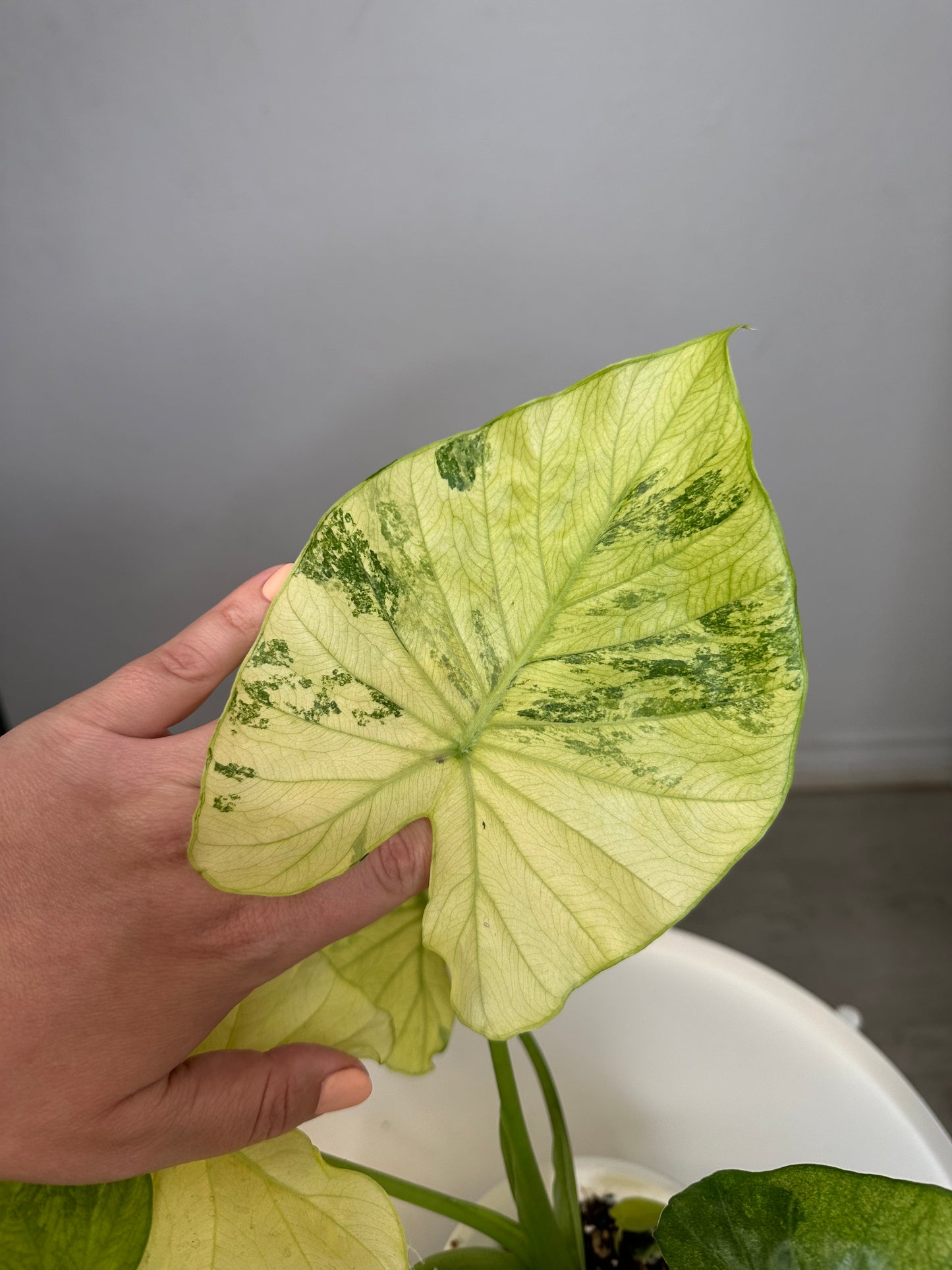 Alocasia odora yellow mint variegated / with a baby / corming