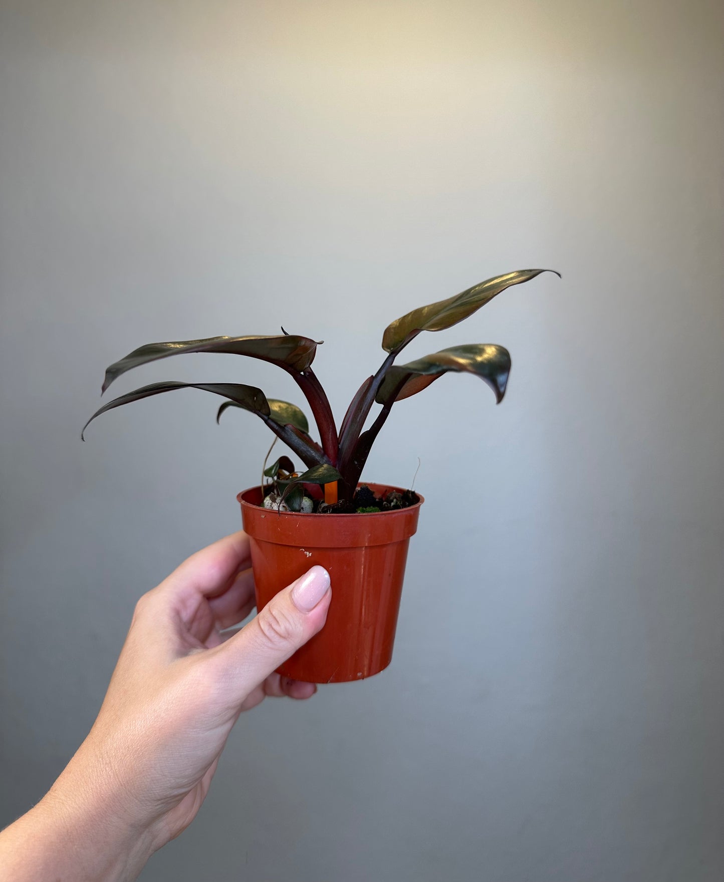 Philodendron Black Cardinal variegated with a baby🧡 🦄