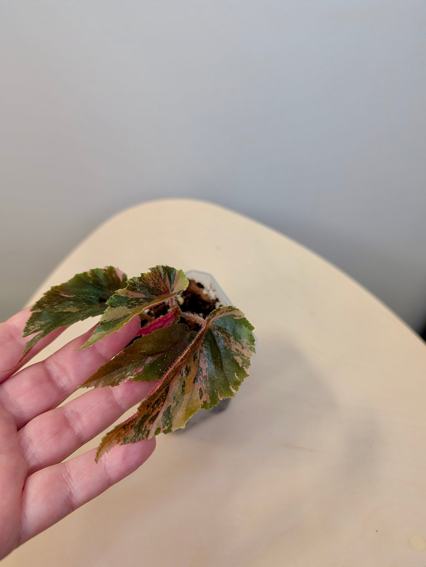 Begonia Ginny Galaxy variegated