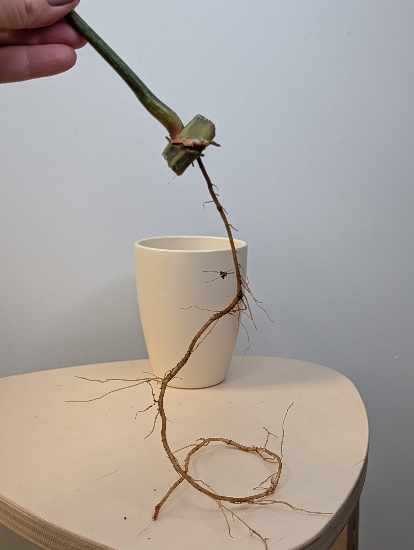 Philodendron gloriosum variegated cutting with roots