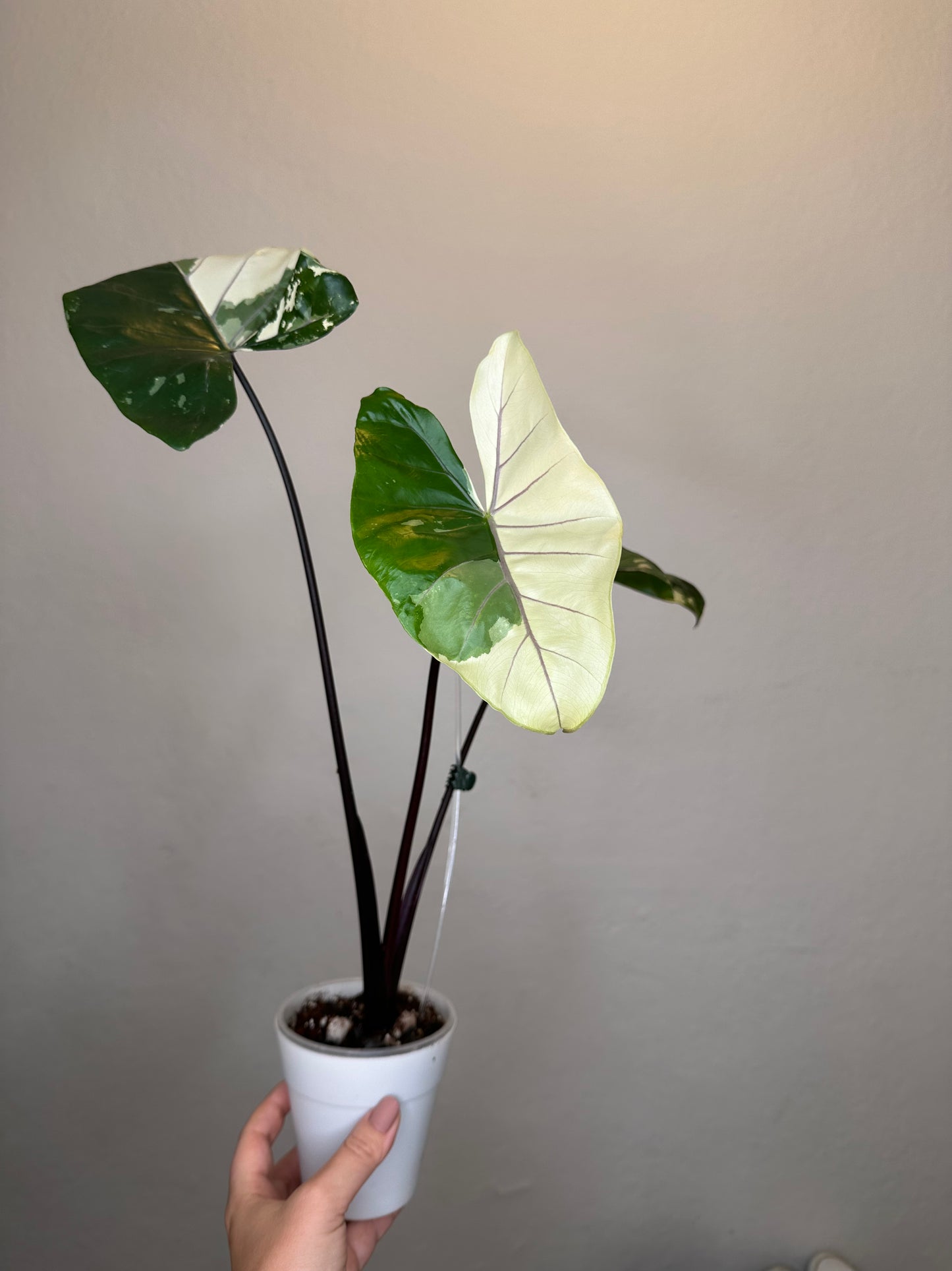 Alocasia black stem variegated / top variegation