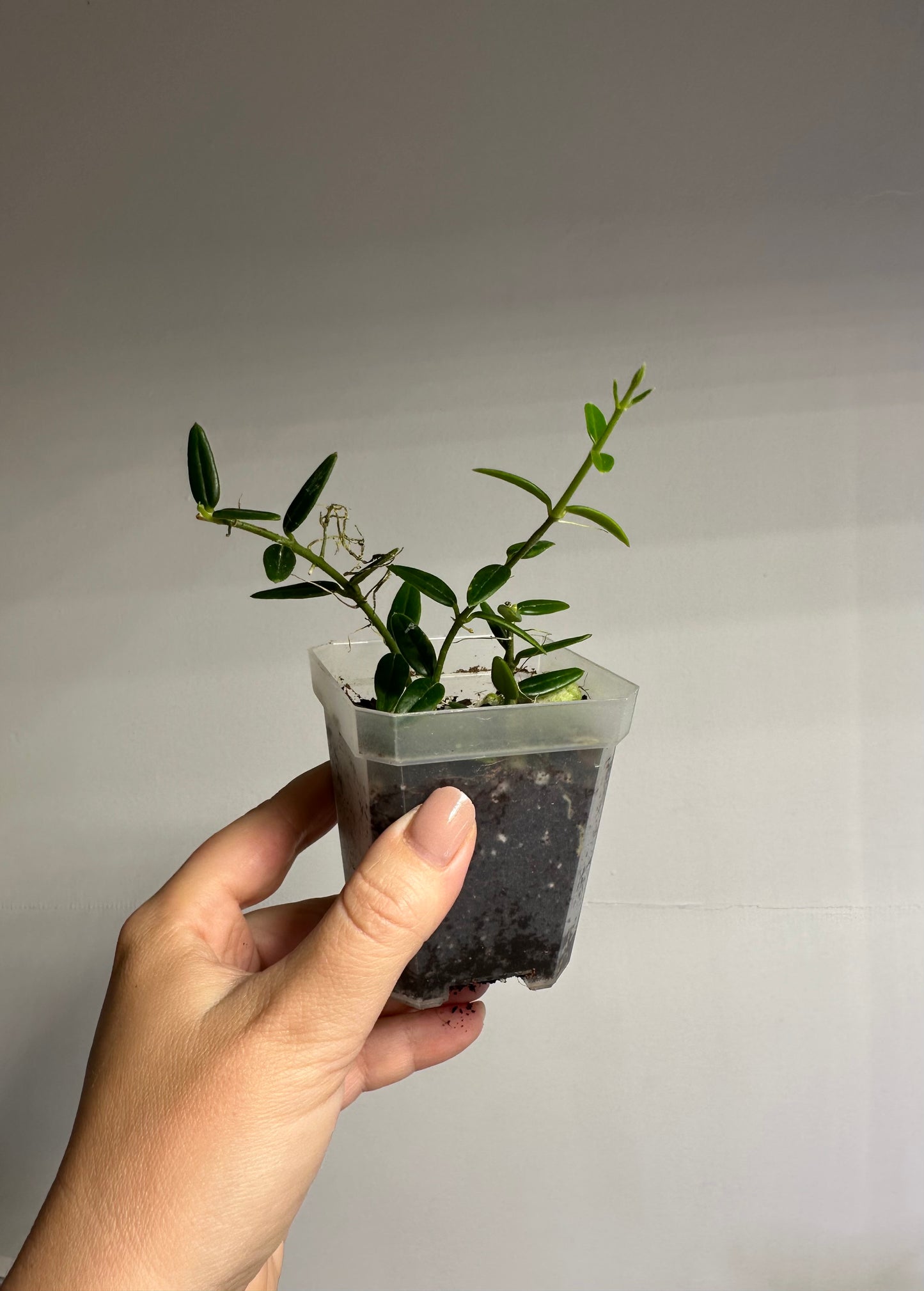 Hoya Engleriana / tiny leaves hoya / a few cuttings in a pot