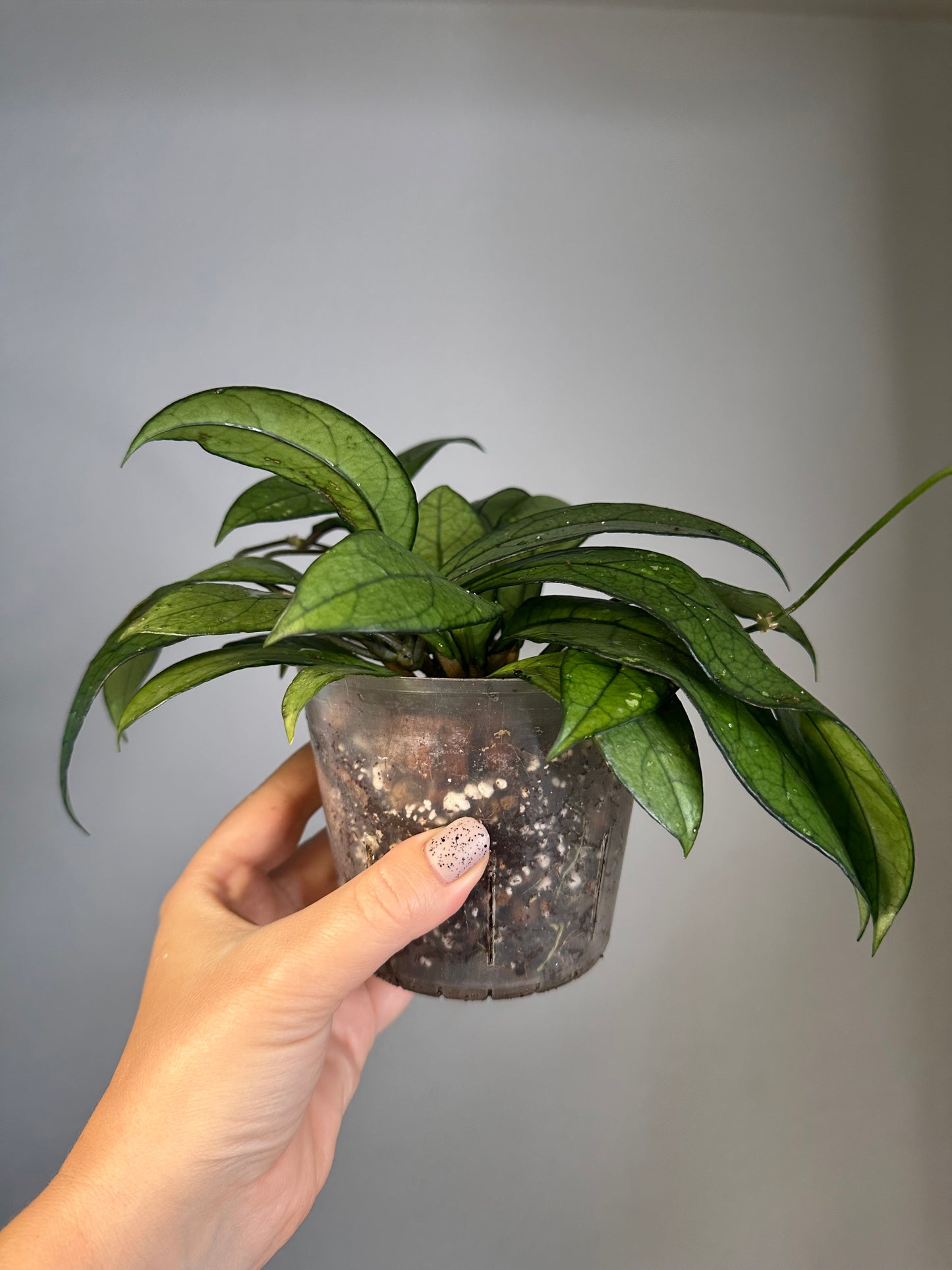 Hoya Crassipeolata