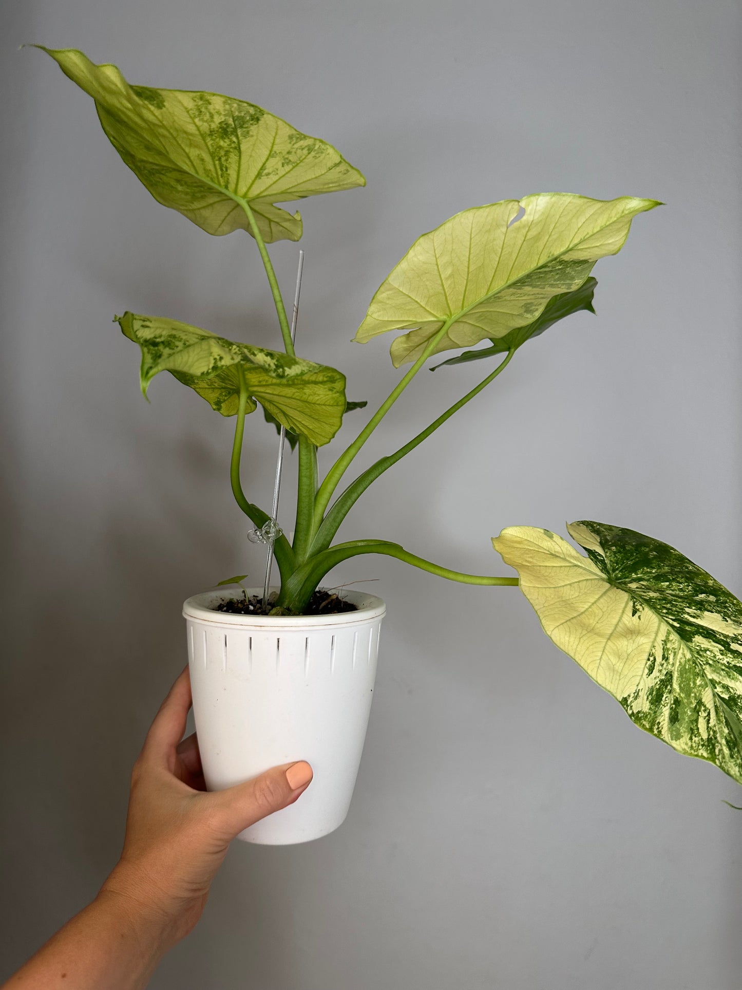Alocasia odora yellow mint variegated / with a baby / corming