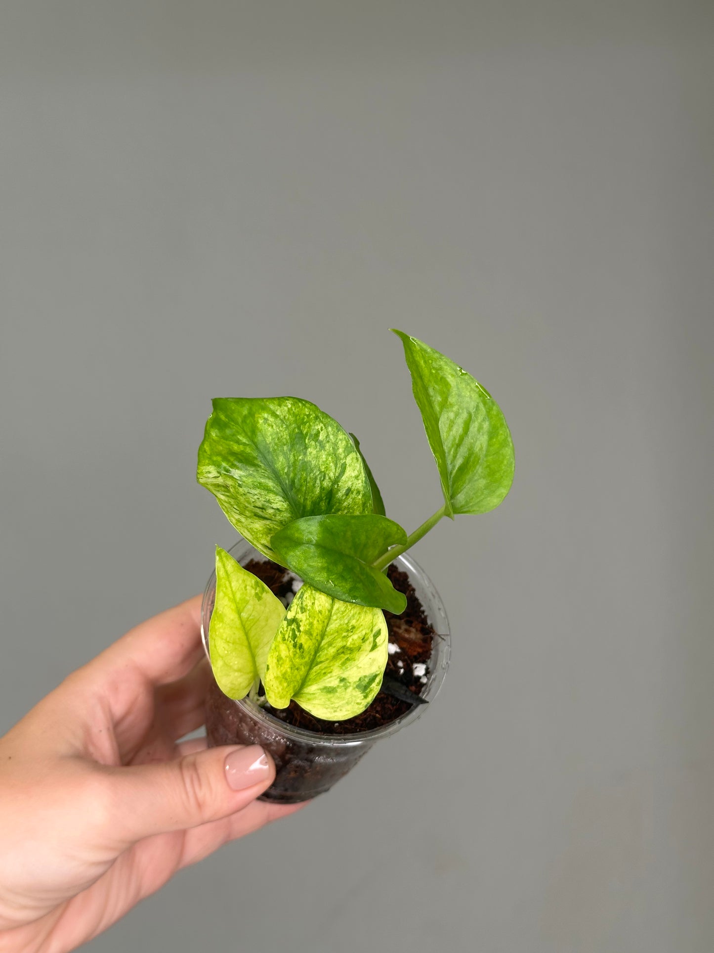 Pothos Jessenia / uncommon color