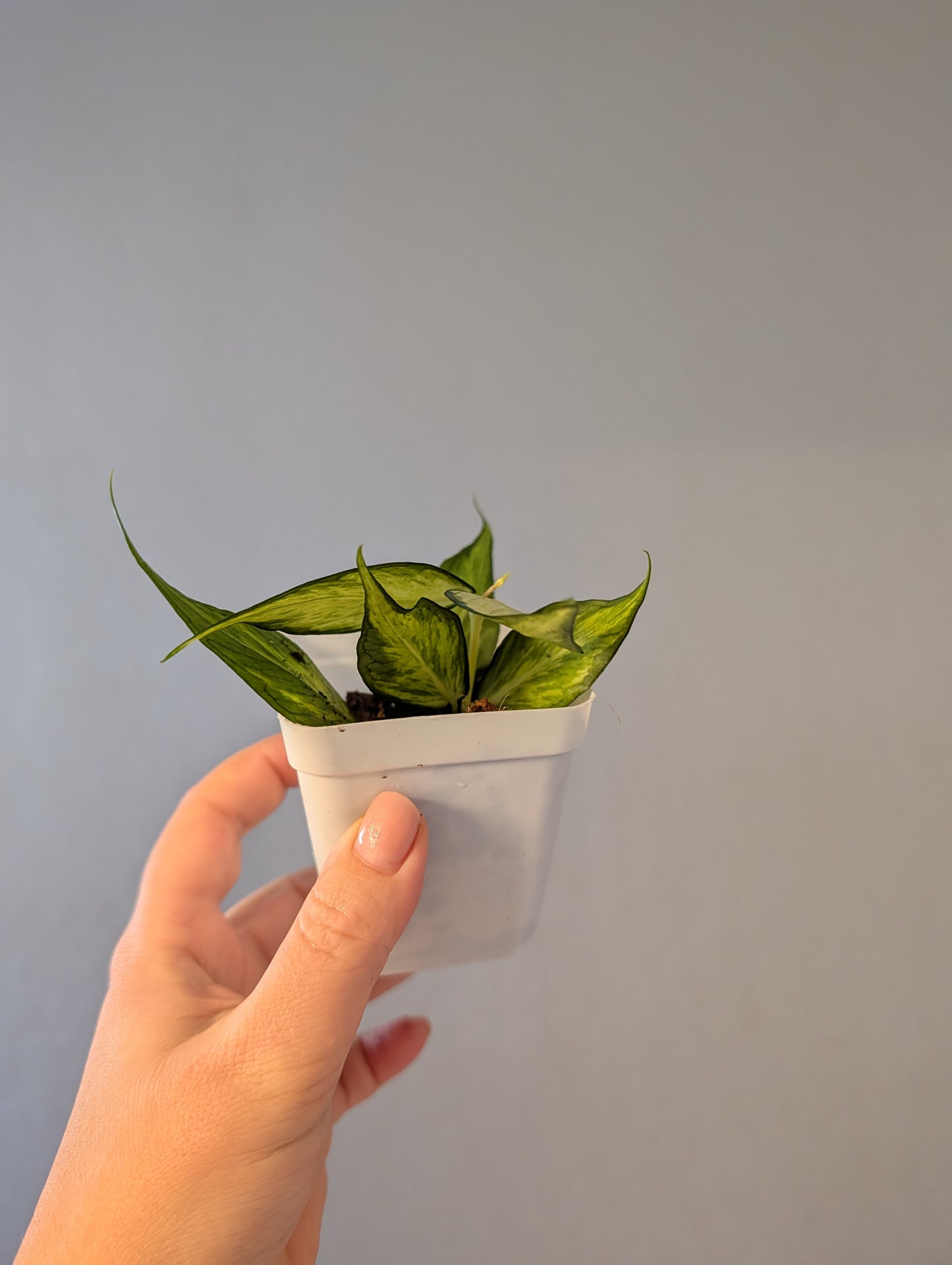 Hoya Polyneura inner variegated / first photo - mother plant / two cuttings in a pot