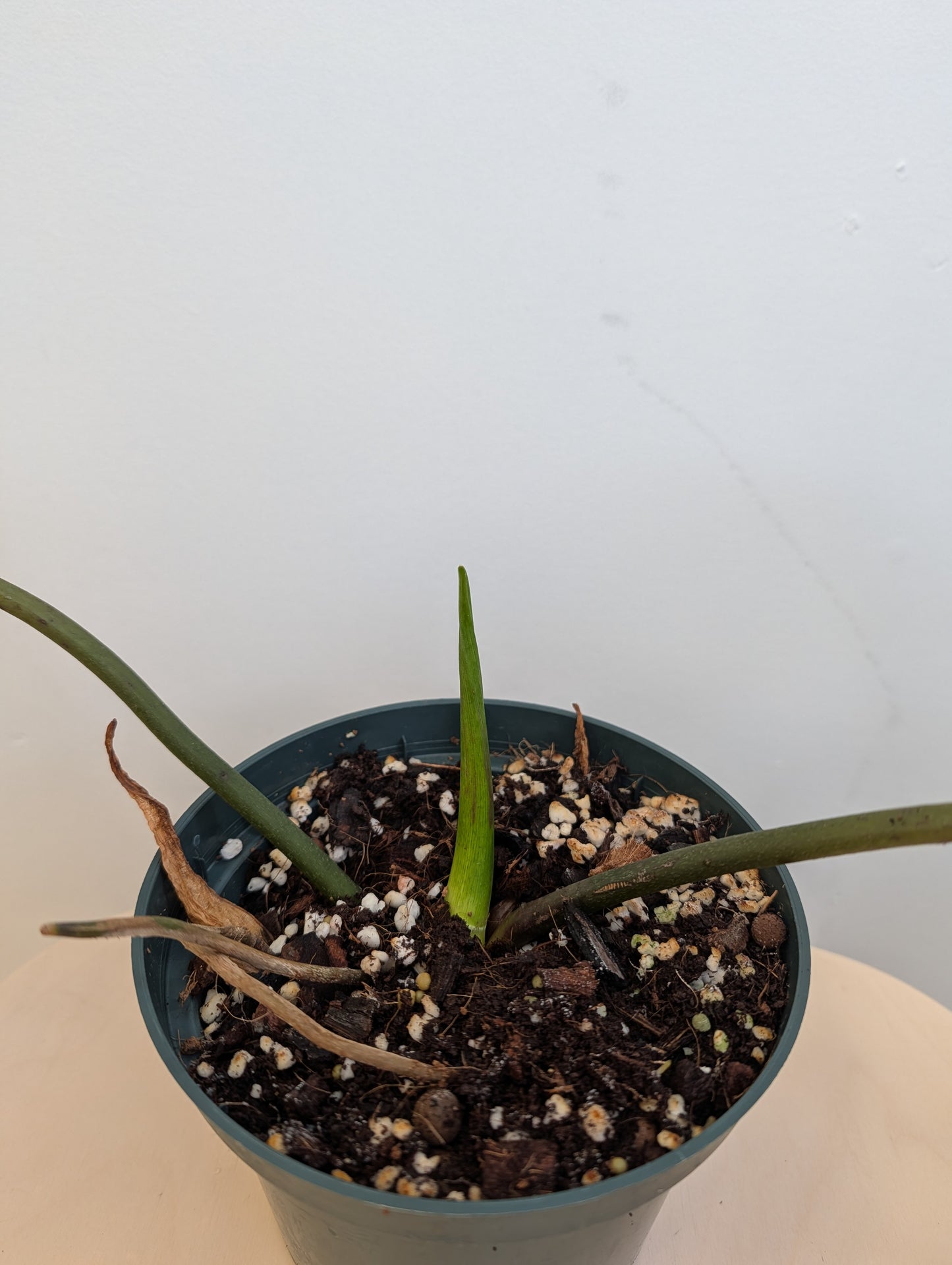 Philodendron Corcsinianum / rare philodendron